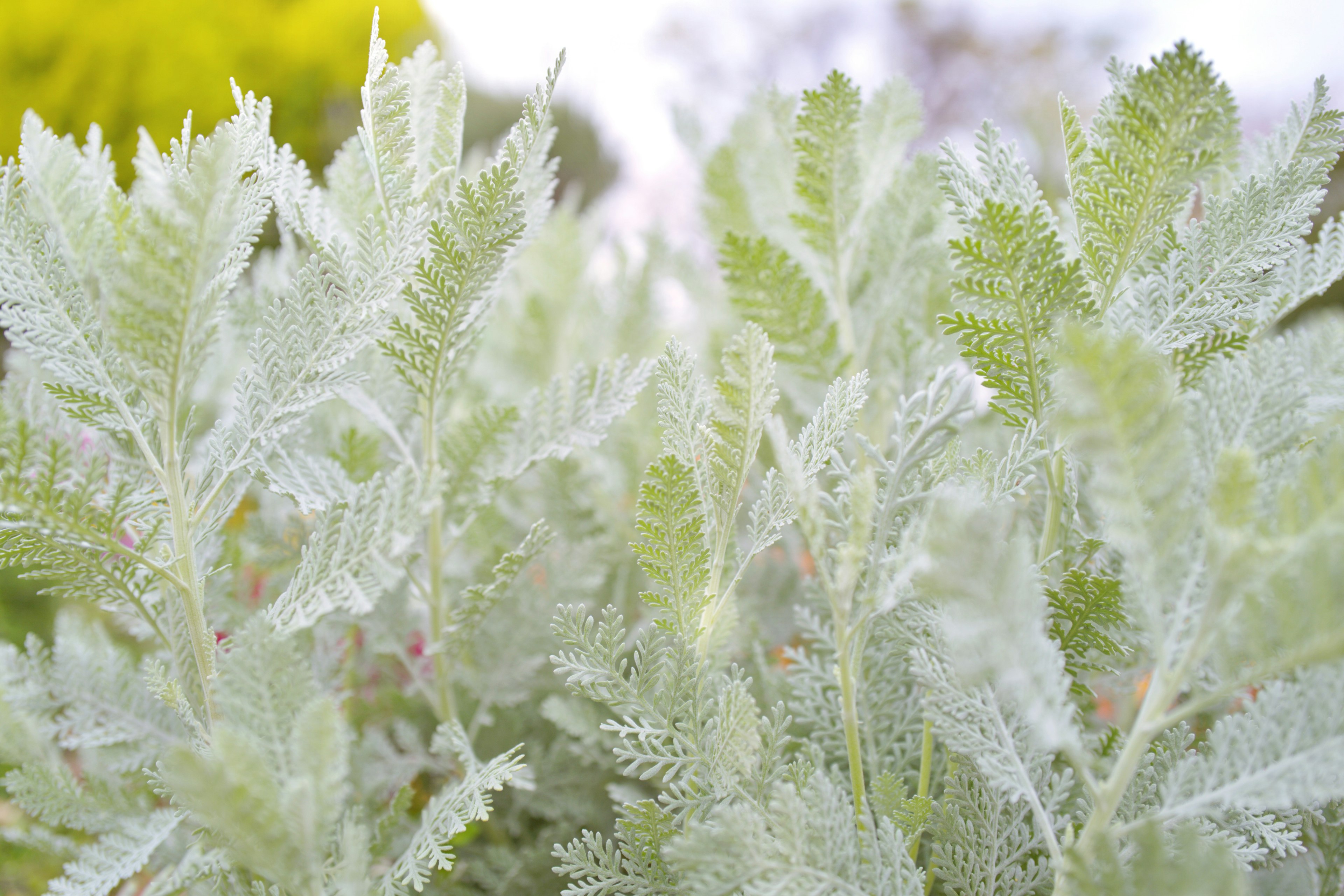 鮮やかな緑の葉が特徴的な植物のクローズアップ