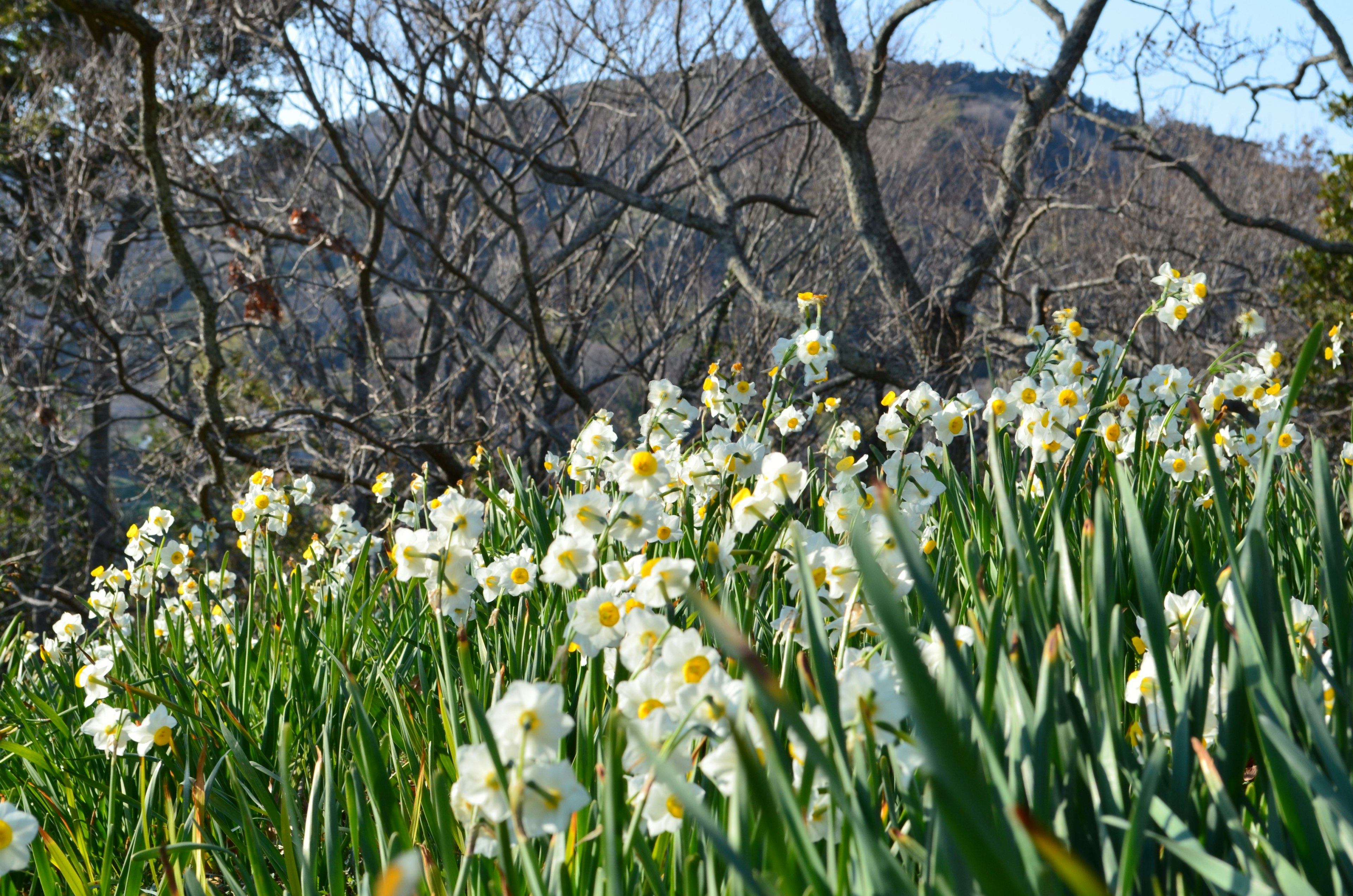 盛开的白色水仙花田和背景中的山