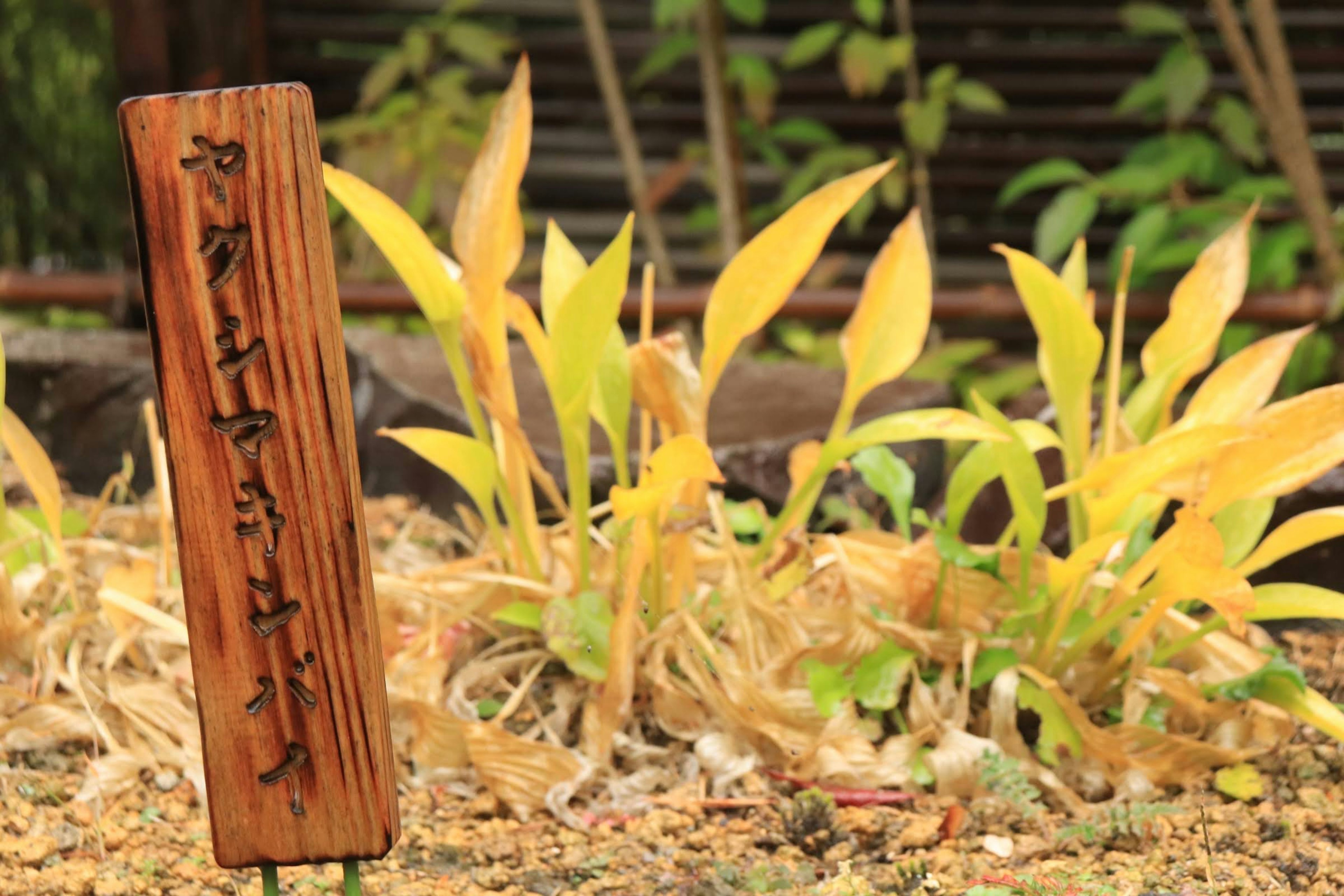 Cartel de madera con caracteres japoneses y plantas amarillas al fondo