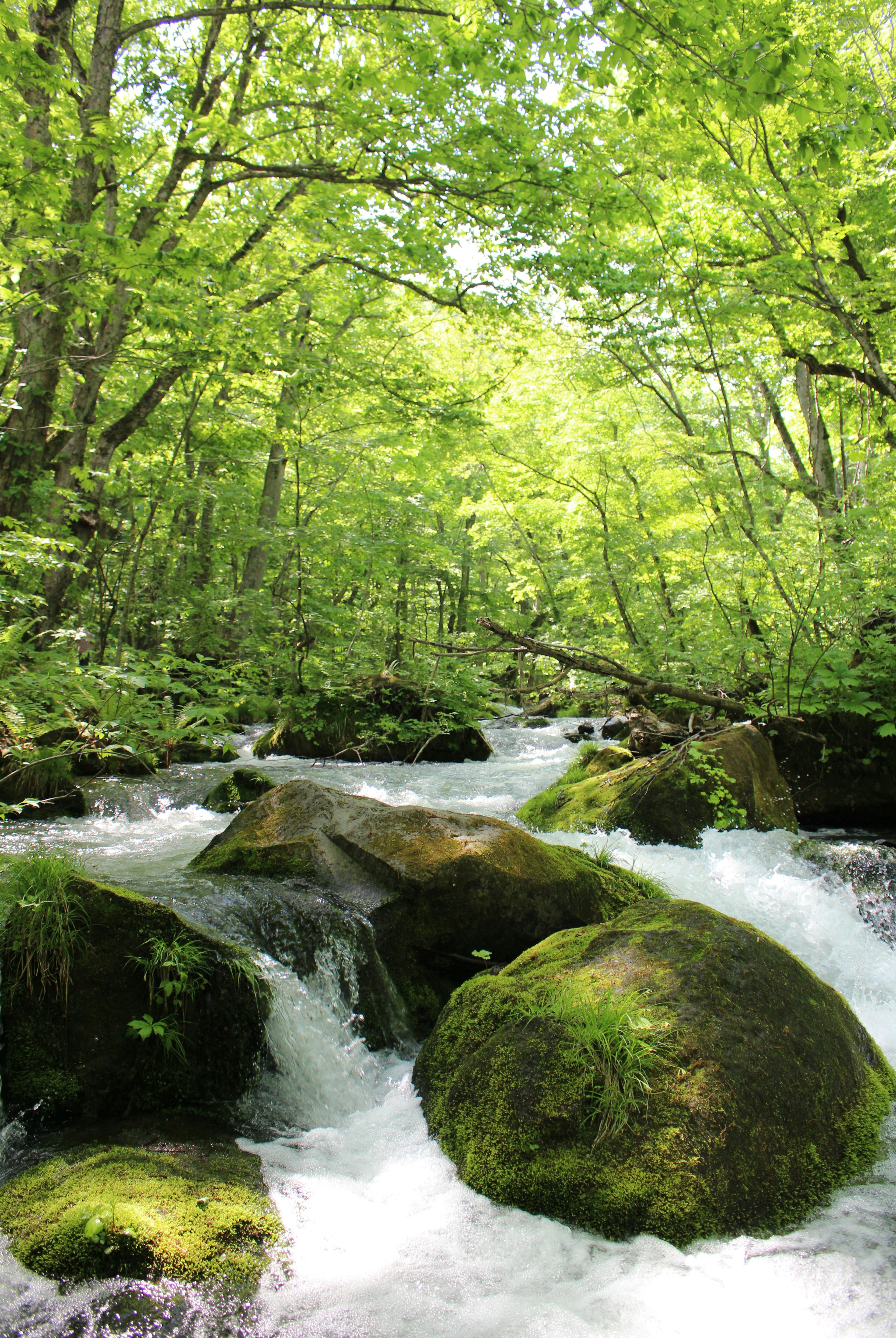 Ein klarer Bach, der durch einen üppigen grünen Wald mit moosbedeckten Felsen fließt