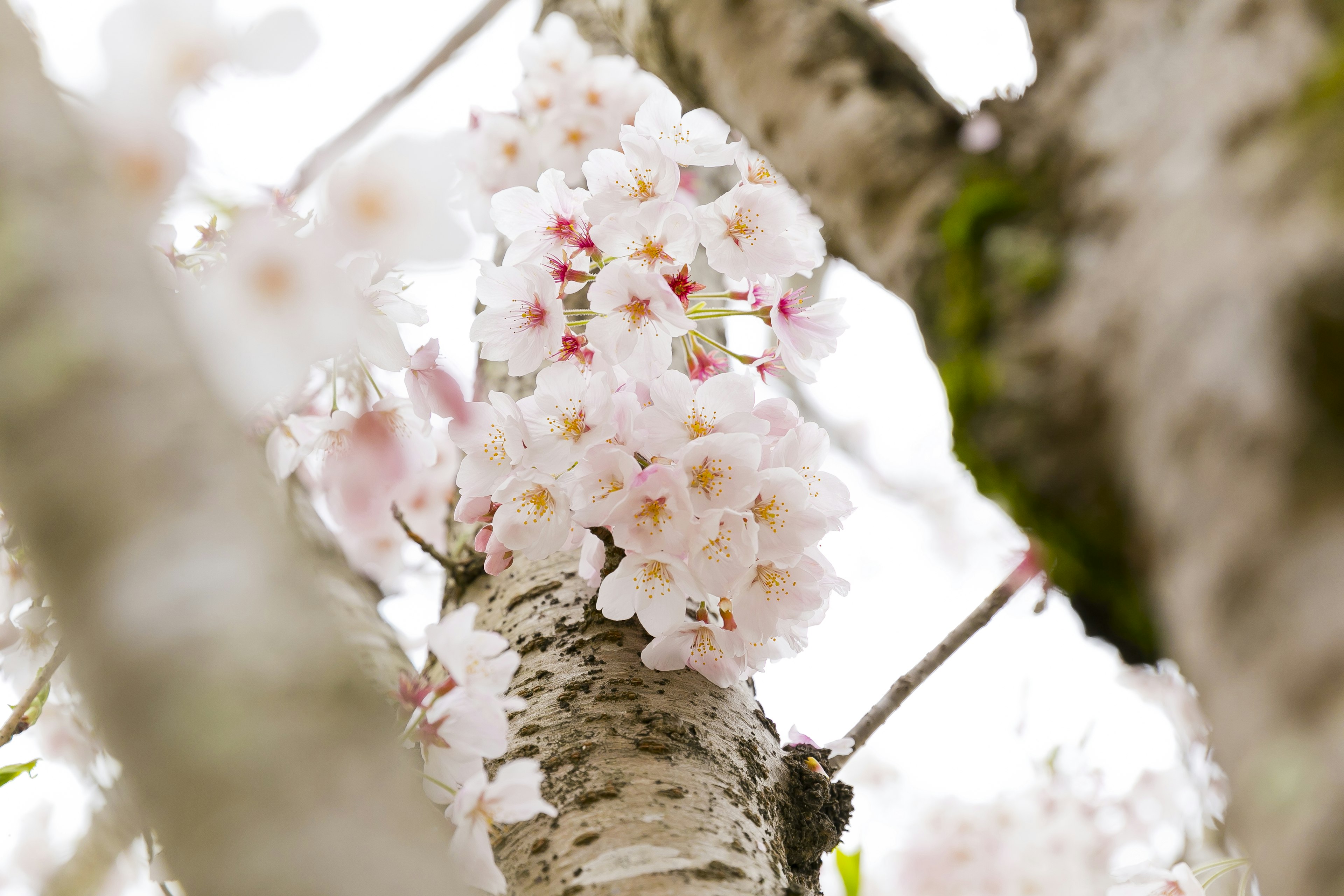 桜の花が咲いている木の幹のクローズアップ