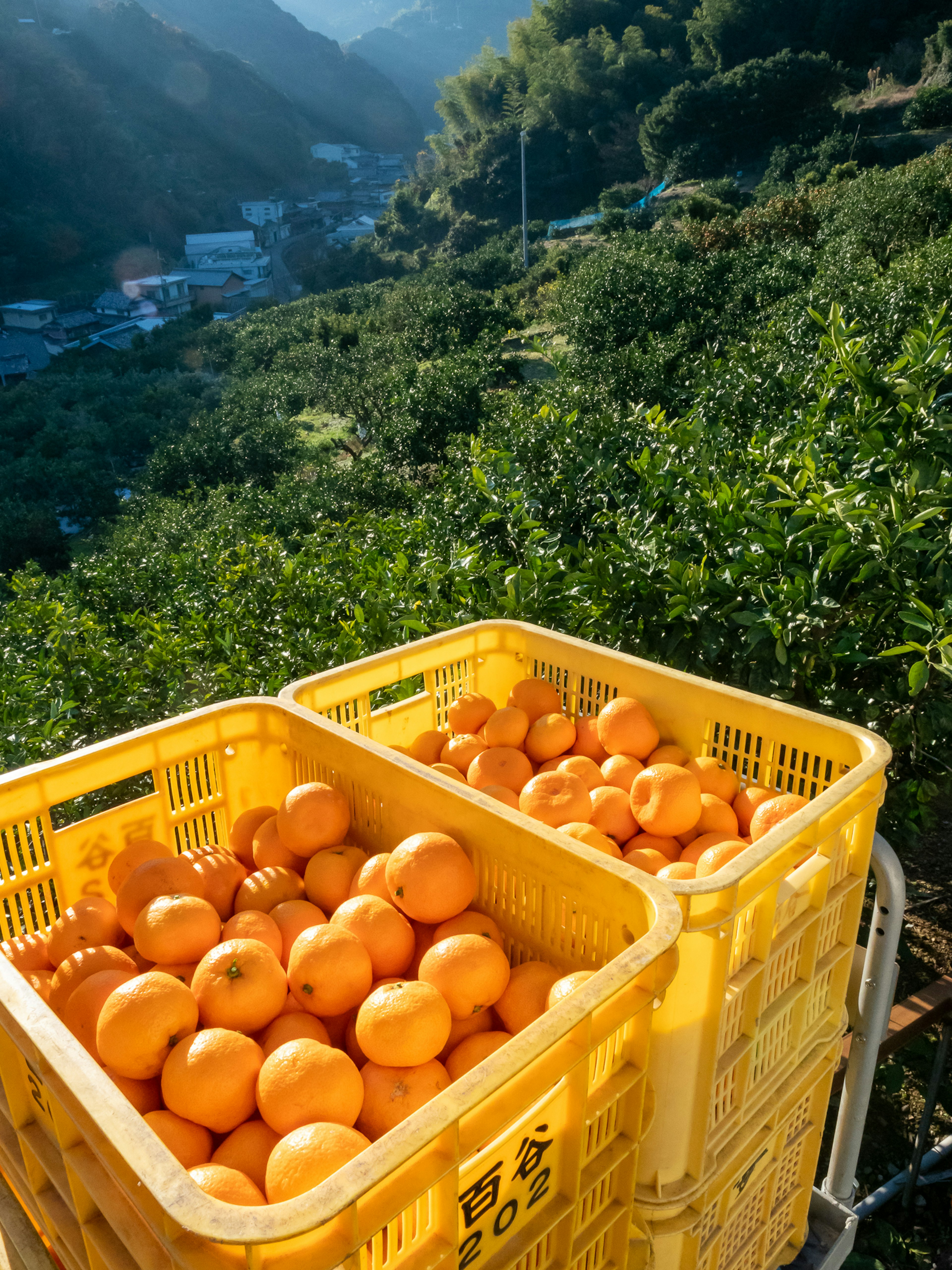 Keranjang kuning penuh jeruk di lereng bukit