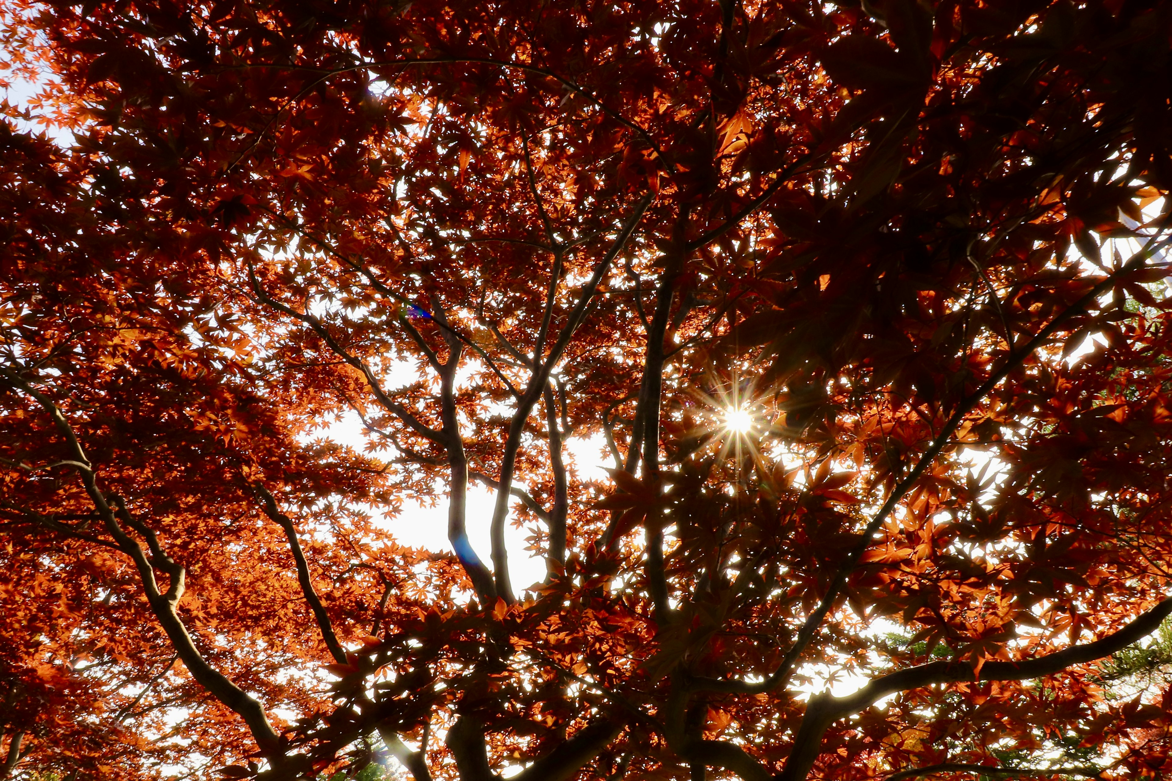 Rami di un albero coperti di foglie rosse con luce