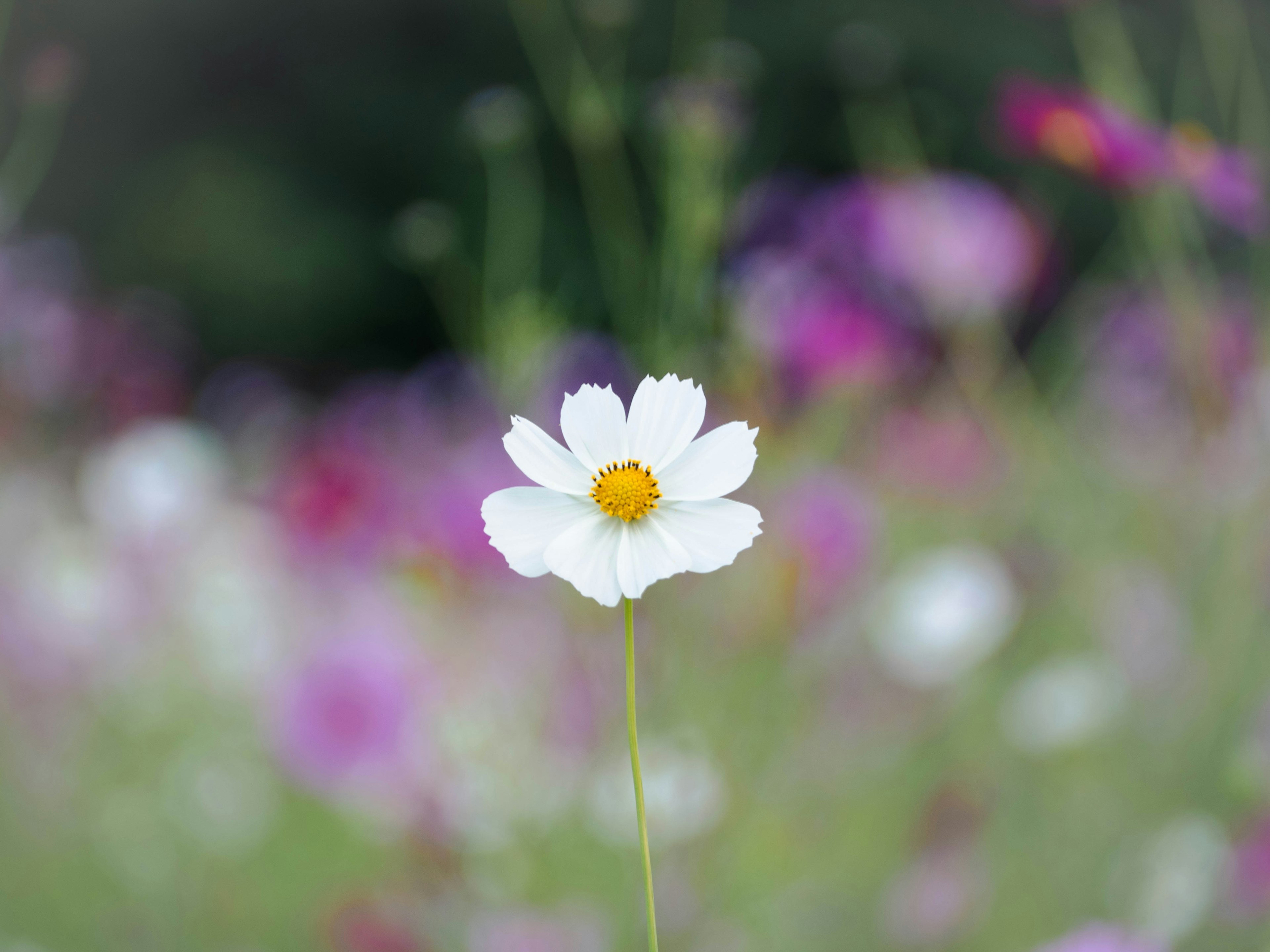 Una sola flor blanca con un centro amarillo en un campo de flores coloridas