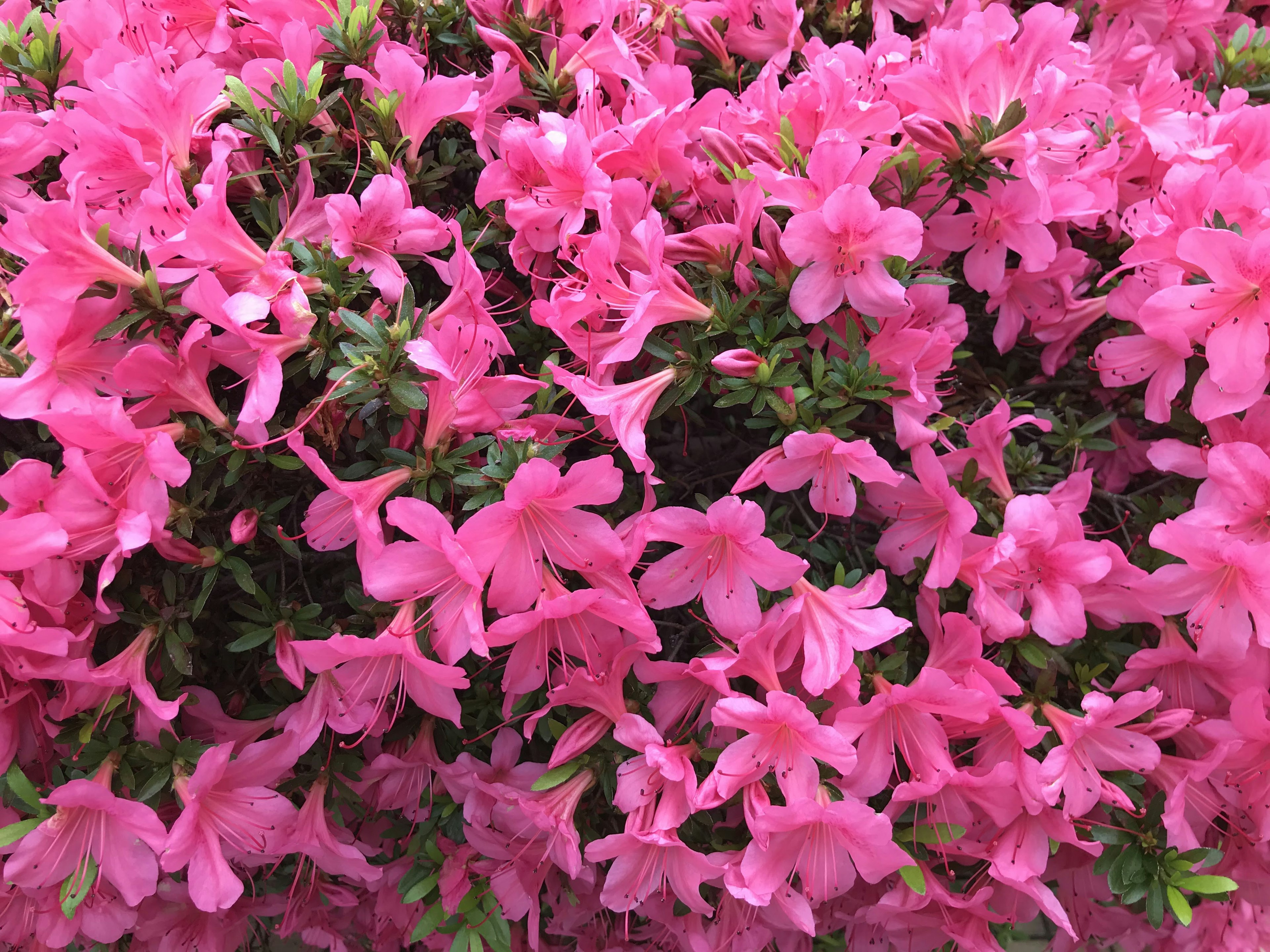 Vibrant pink azalea flowers in full bloom