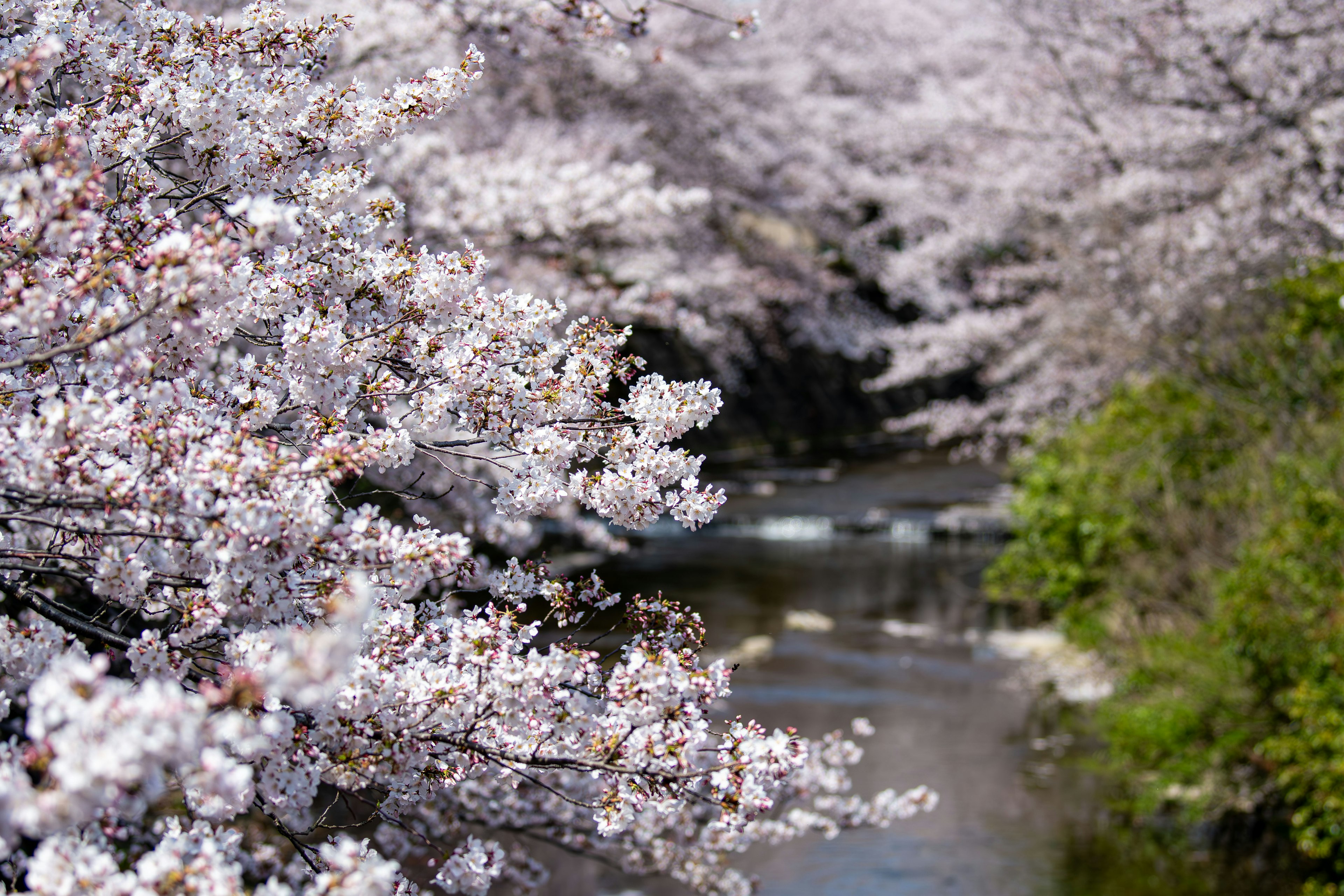 Bunga sakura membingkai pemandangan sungai yang tenang