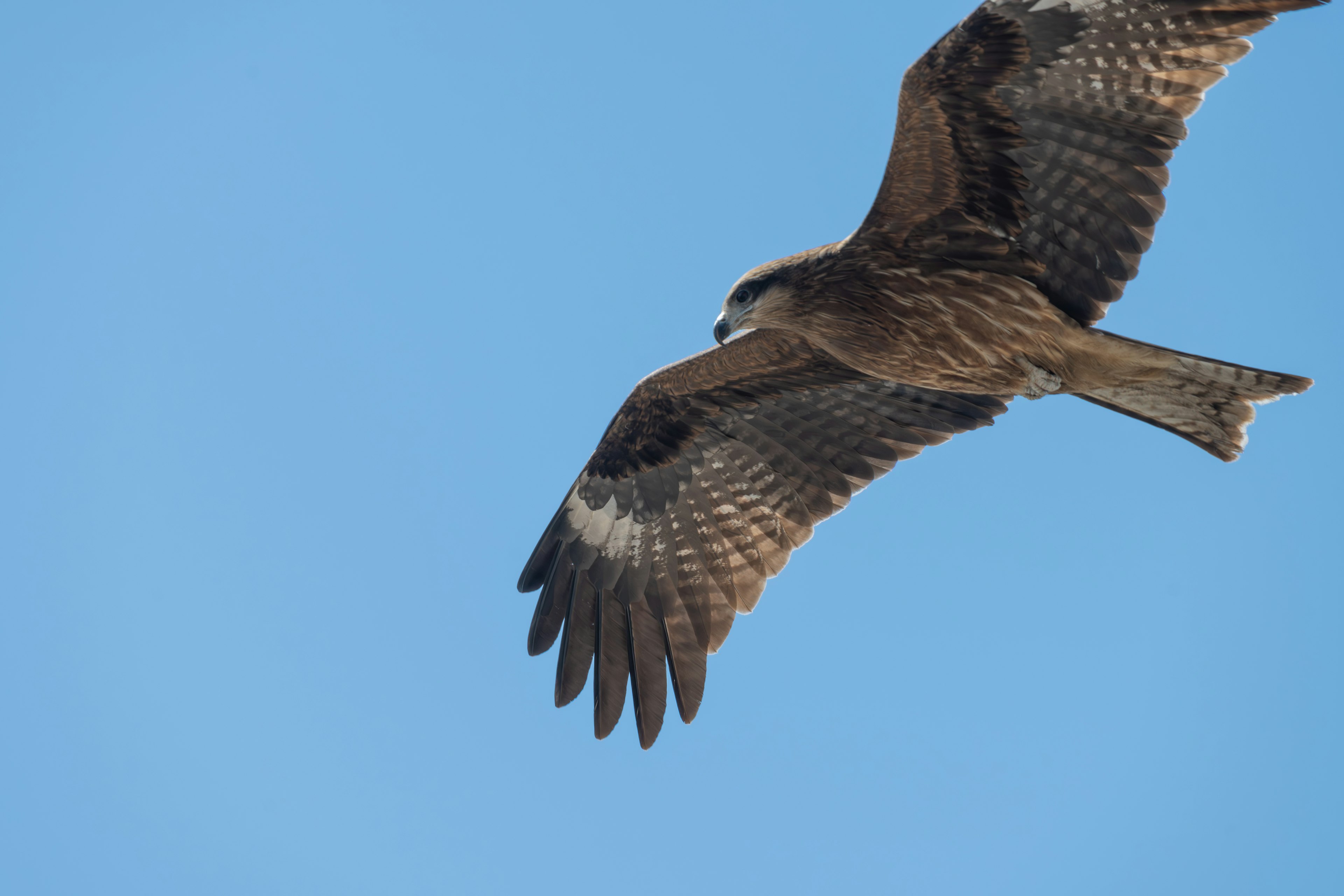 Oiseau de proie planant contre un ciel bleu clair