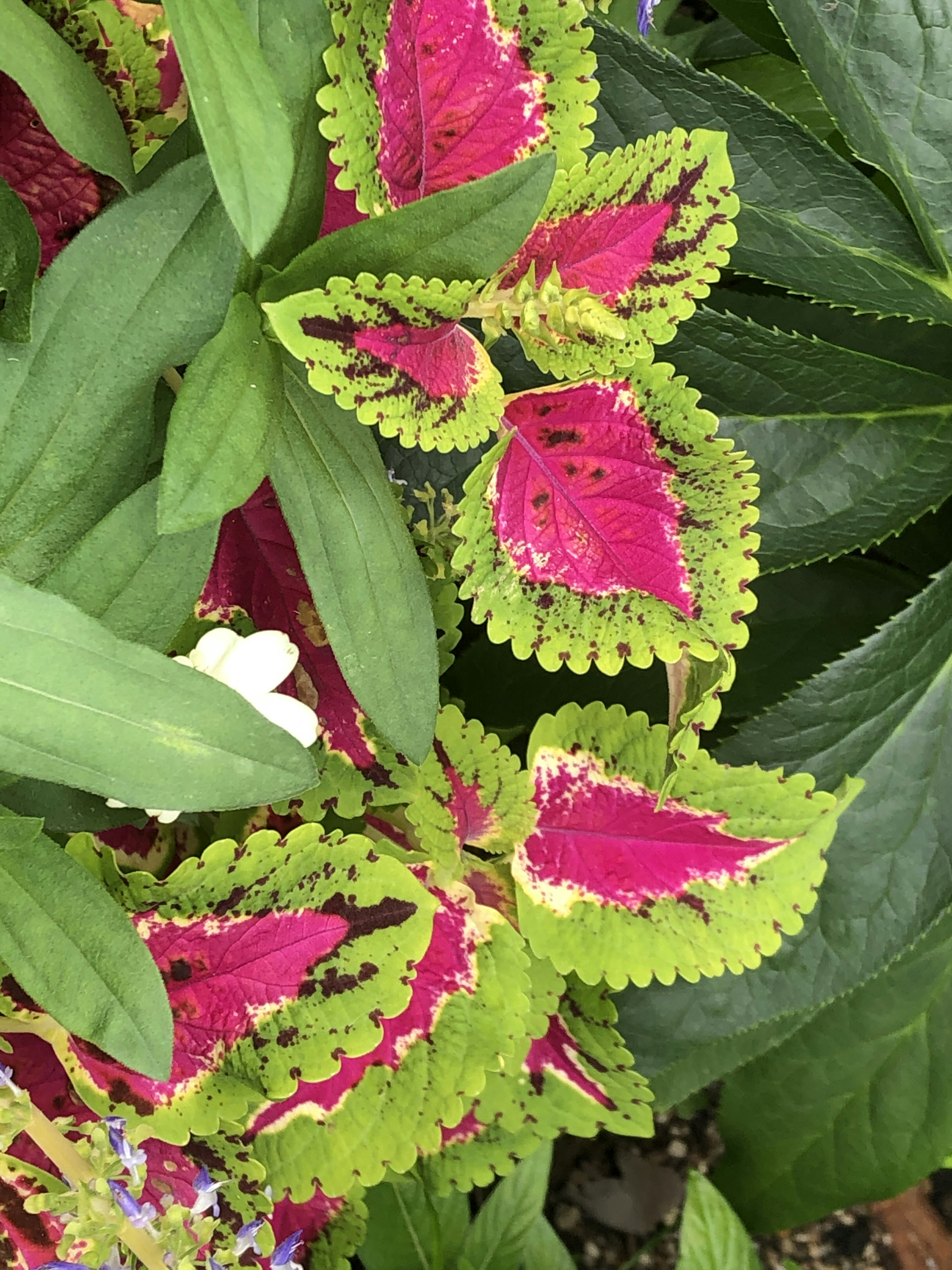 Close-up of a plant with vibrant green and pink leaves