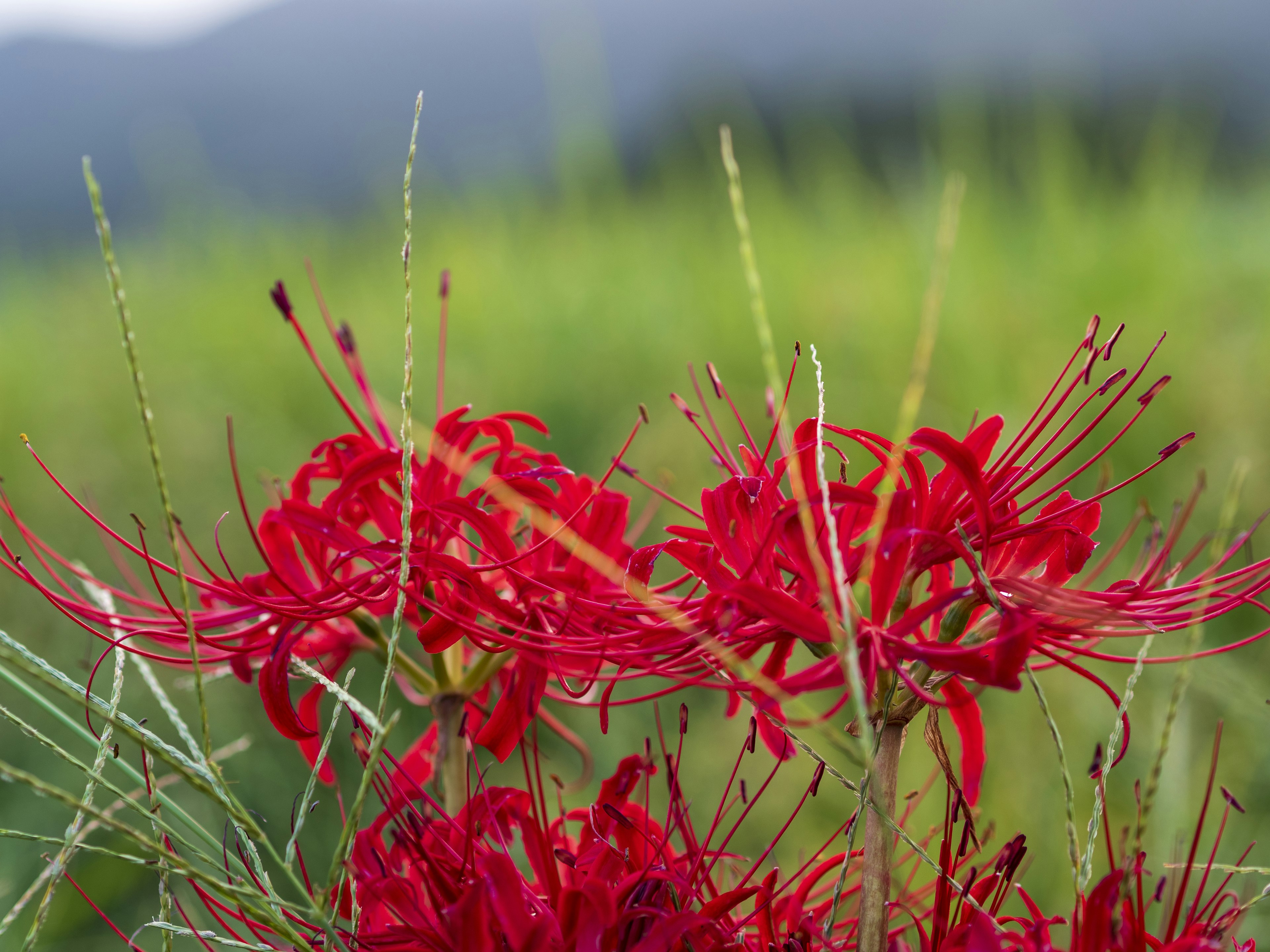 Vivid red spider lilies blooming against a green backdrop