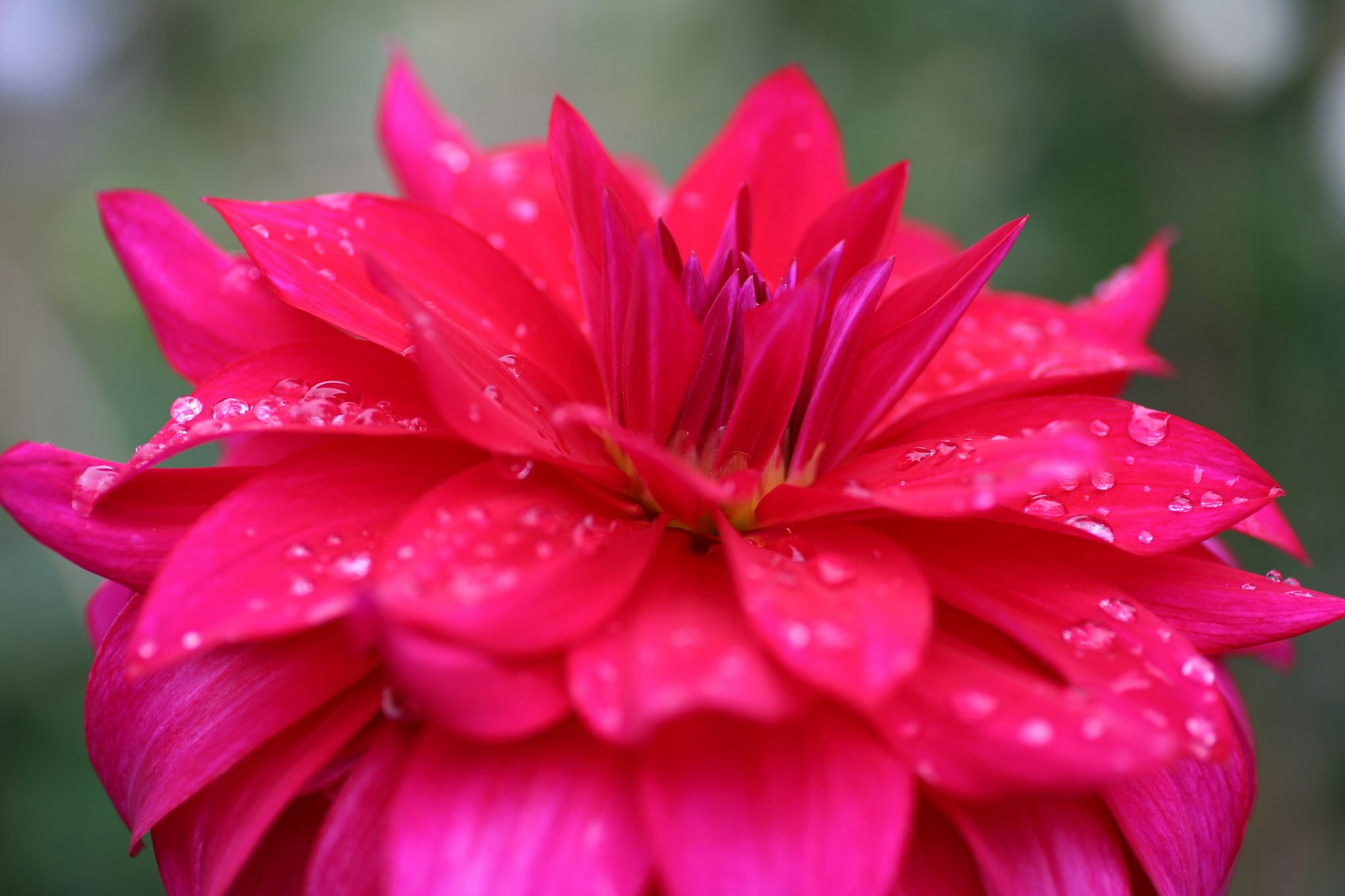 Close-up bunga dahlia merah muda cerah dengan tetesan air