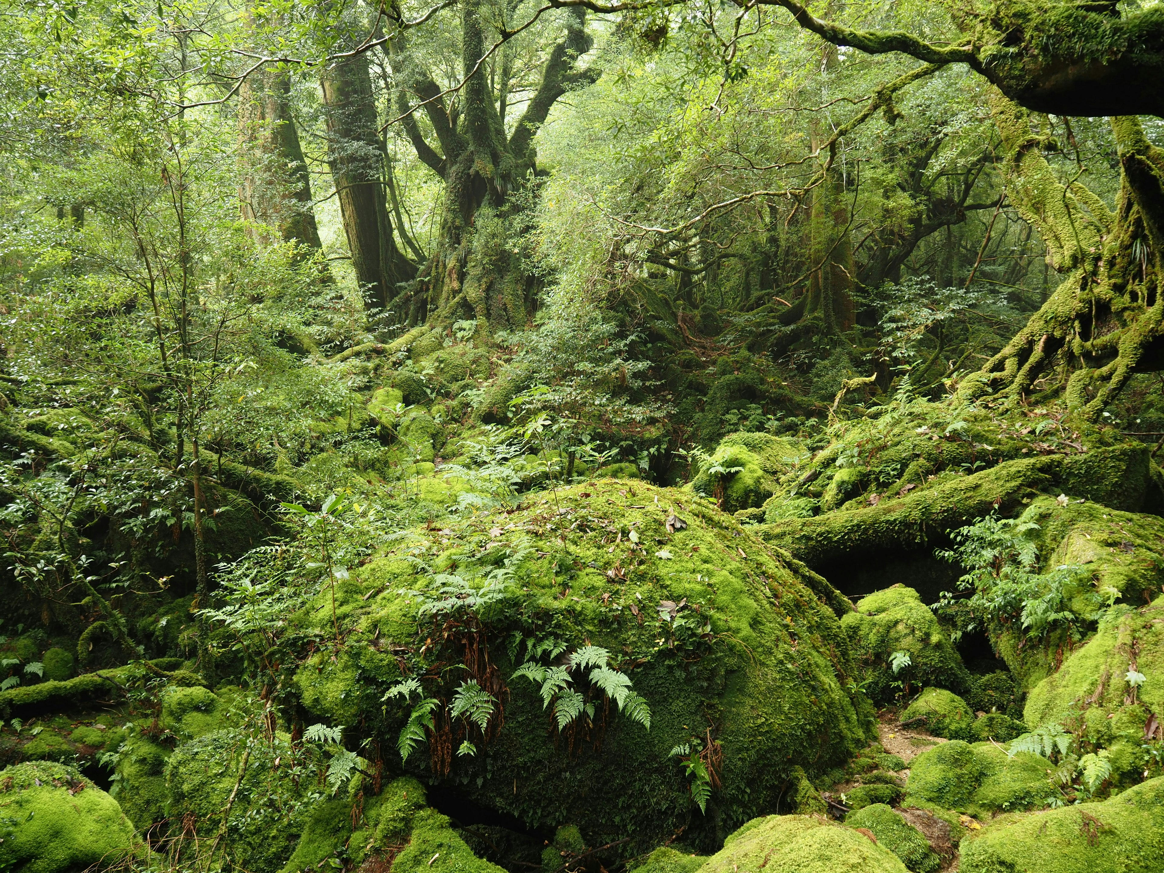 Lush forest scene with moss-covered rocks and fallen trees