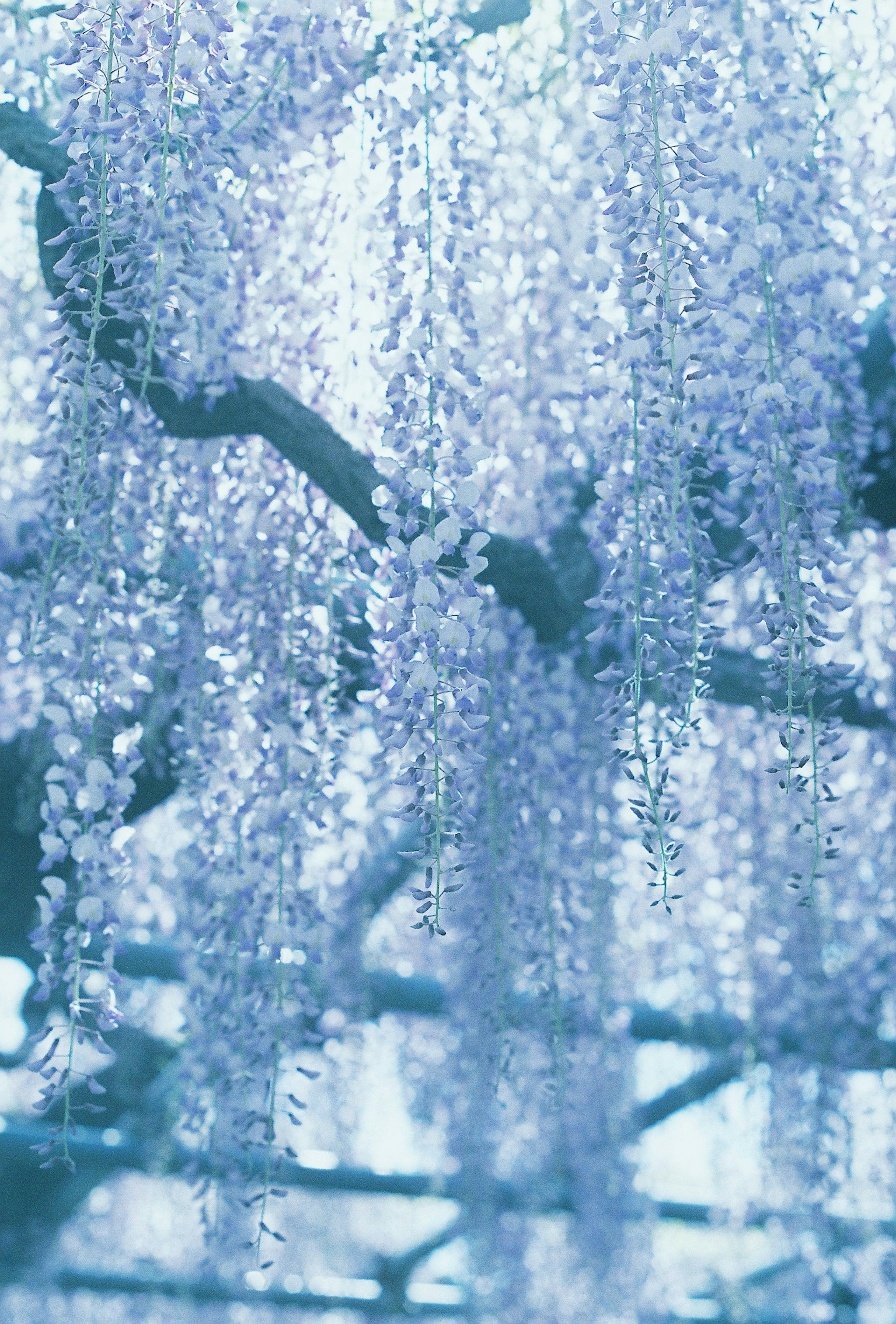 Belle scène de fleurs de glycines bleues en cascade