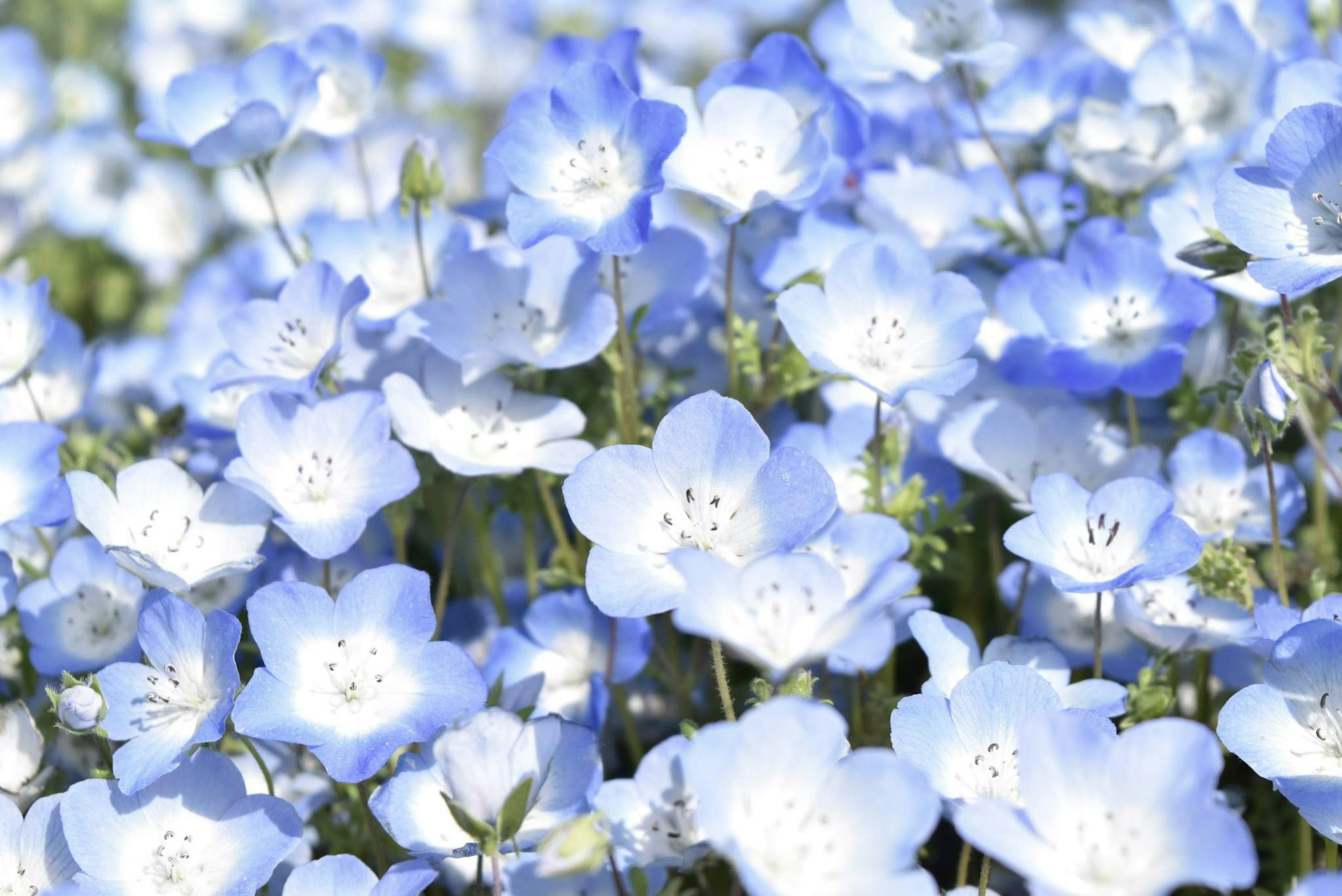 Un paysage magnifique rempli de fleurs bleues en fleurs