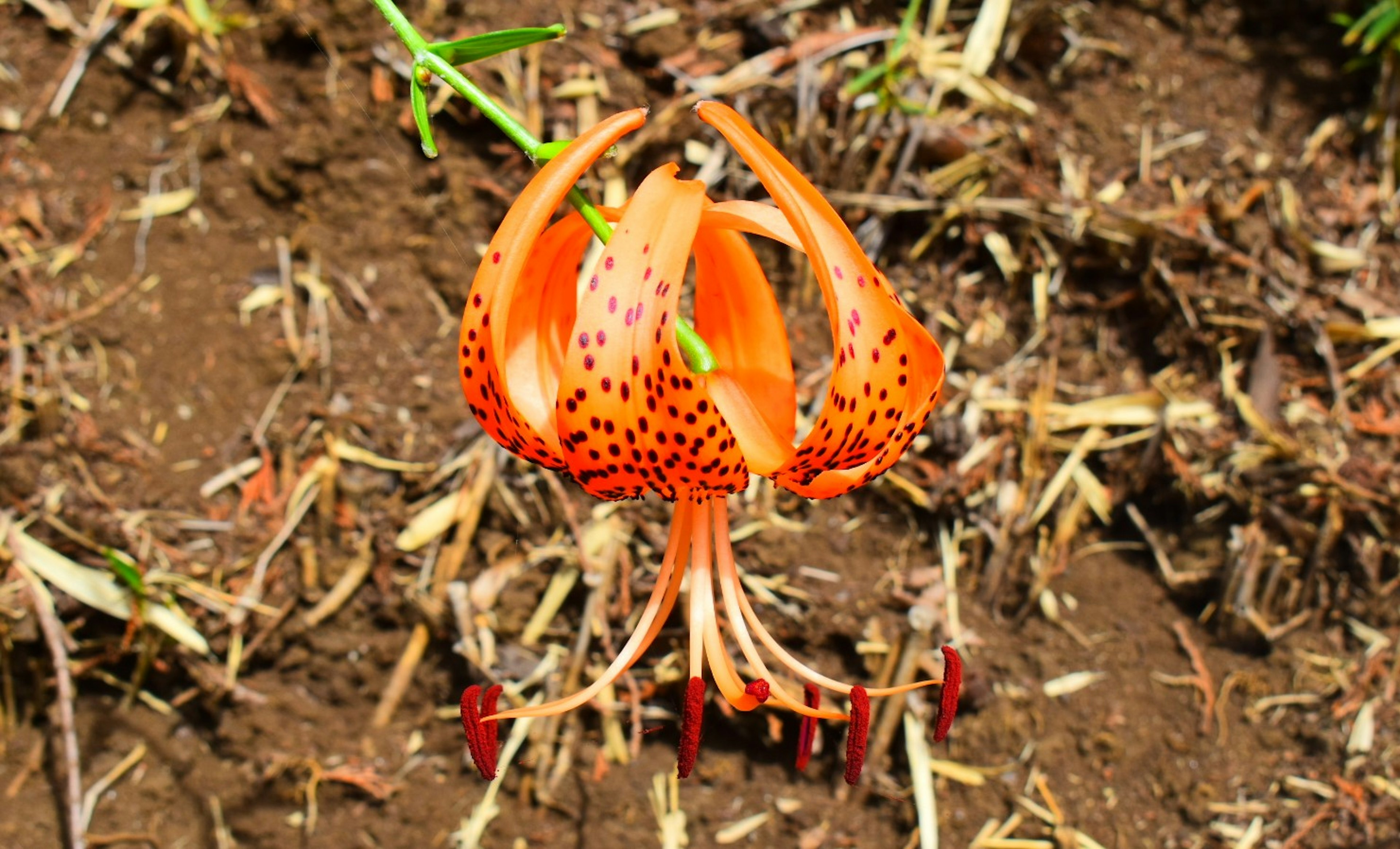 Fleur orange vif en fleurs sur le sol