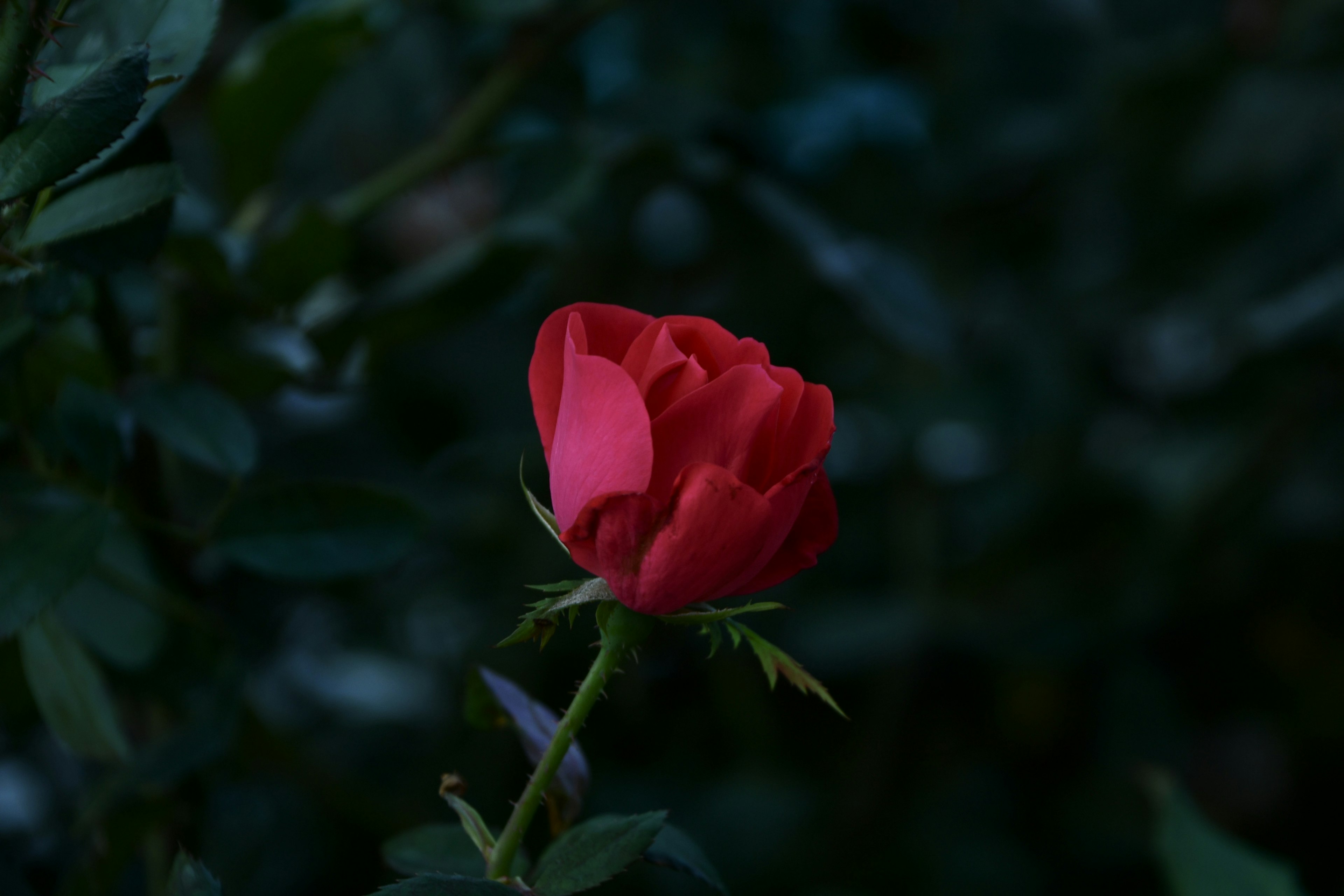 A vibrant red rose bud stands out against a dark background