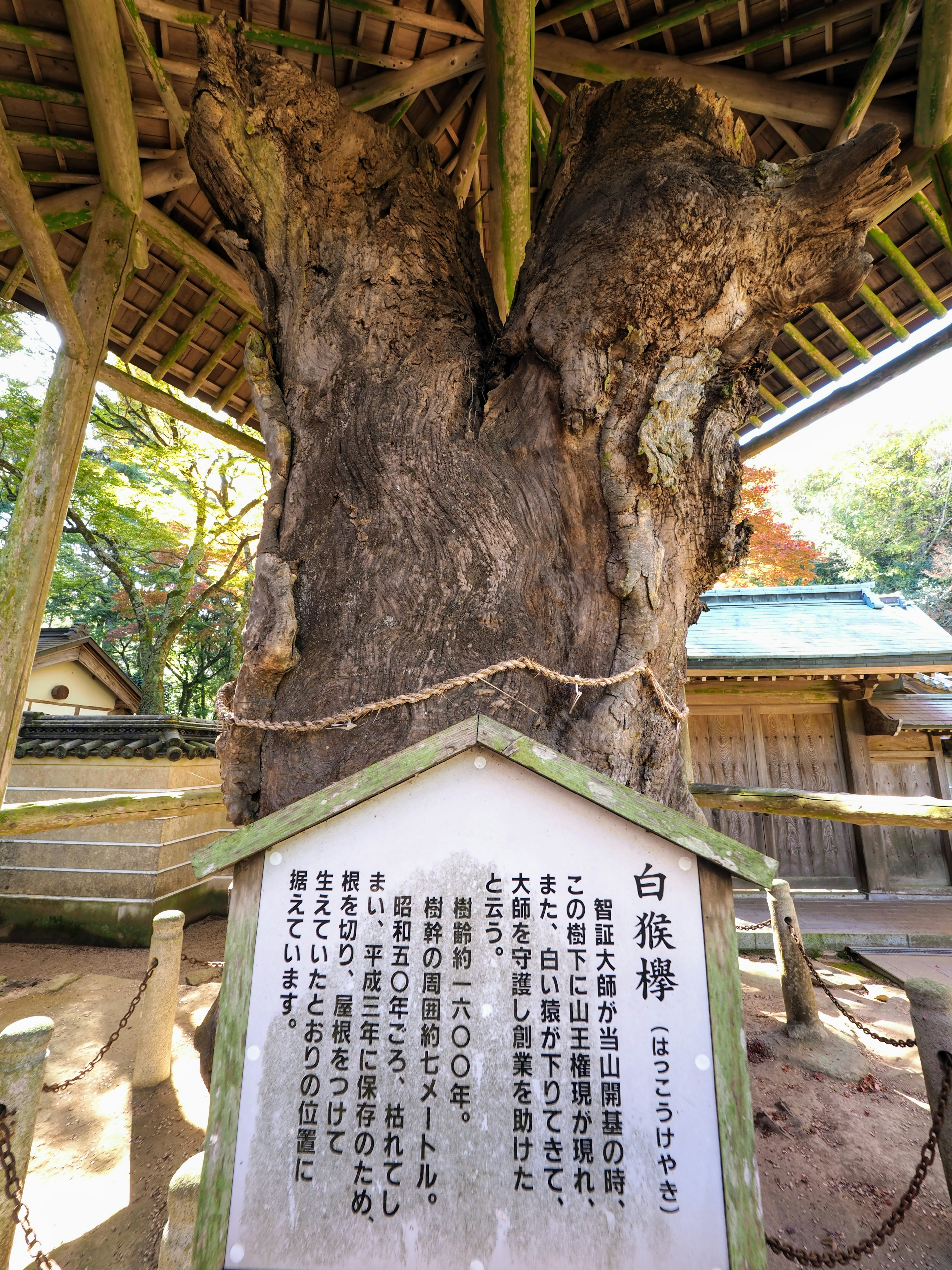 古い大きな木とその下に立てられた説明板