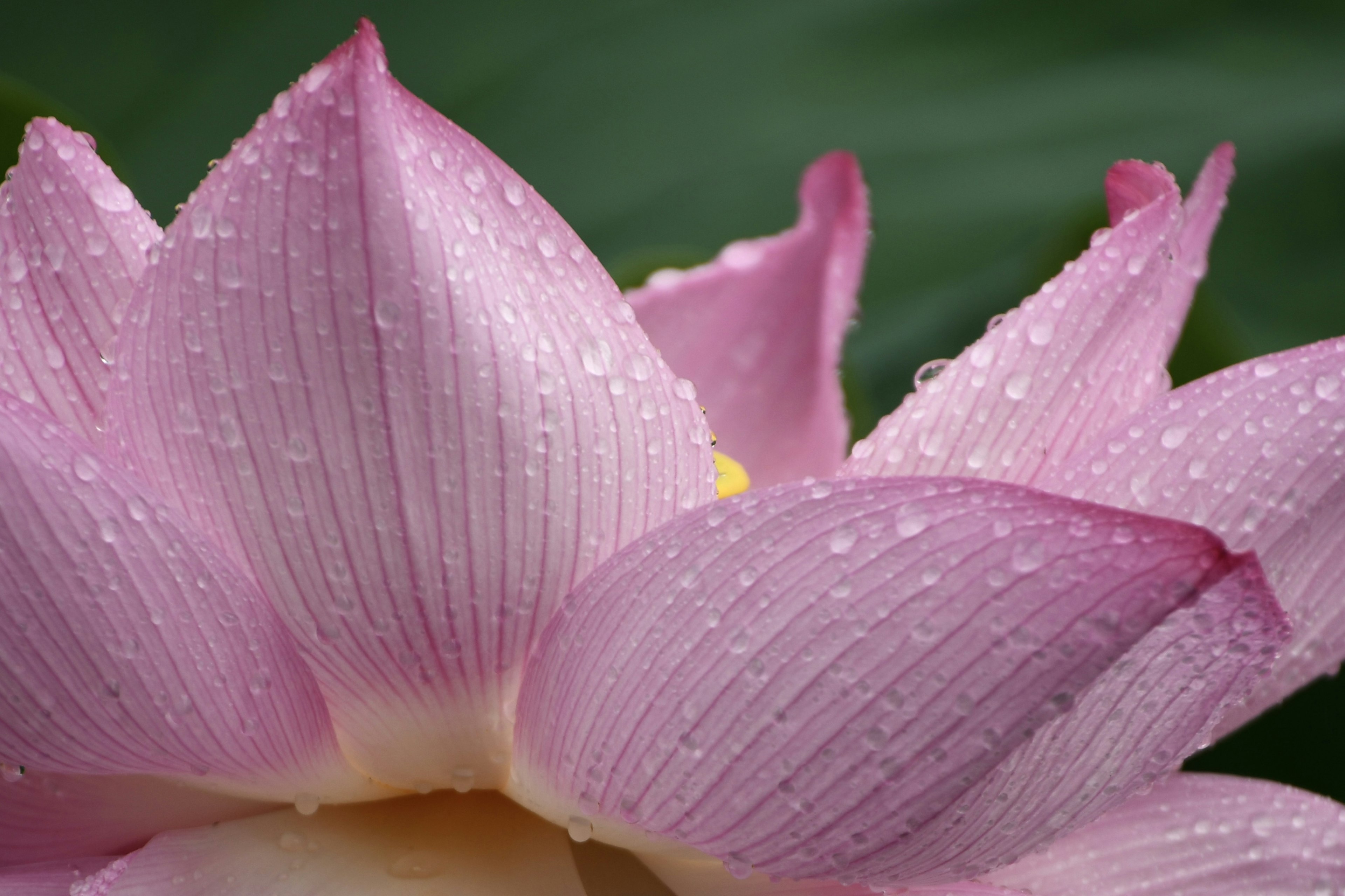 水滴がついたピンクのハスの花びらのクローズアップ