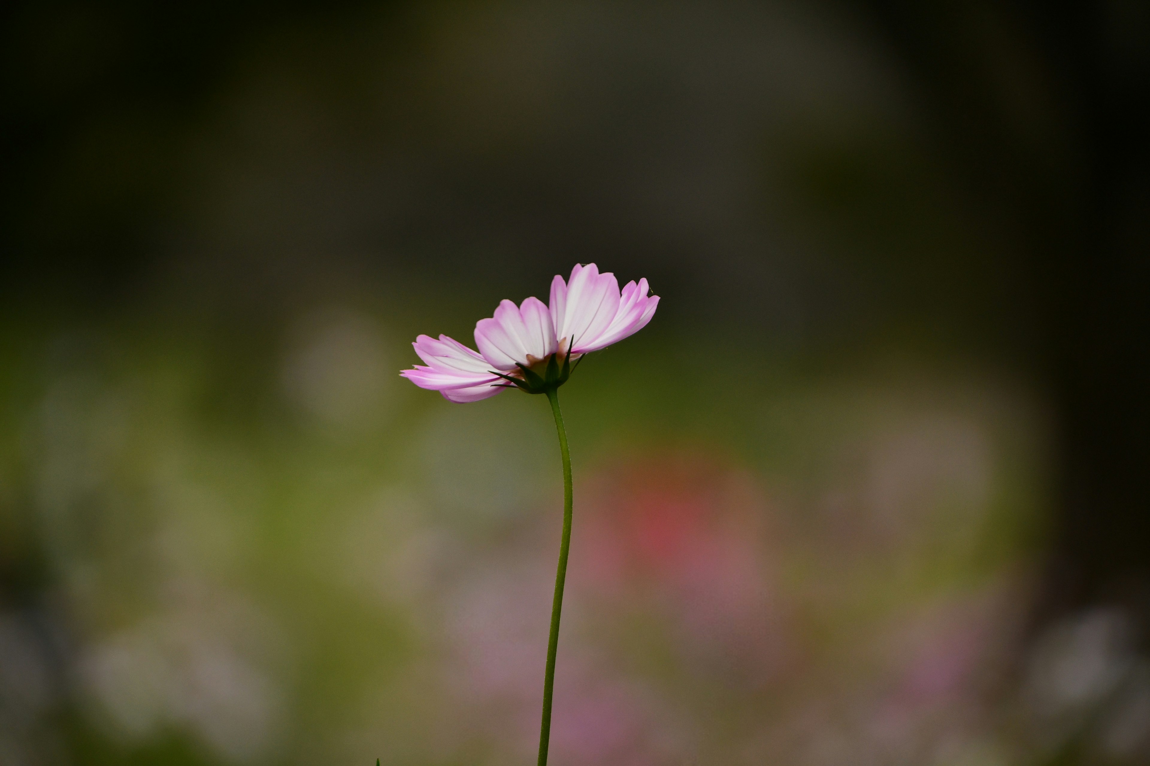 Una sola flor rosa con pétalos contra un fondo borroso