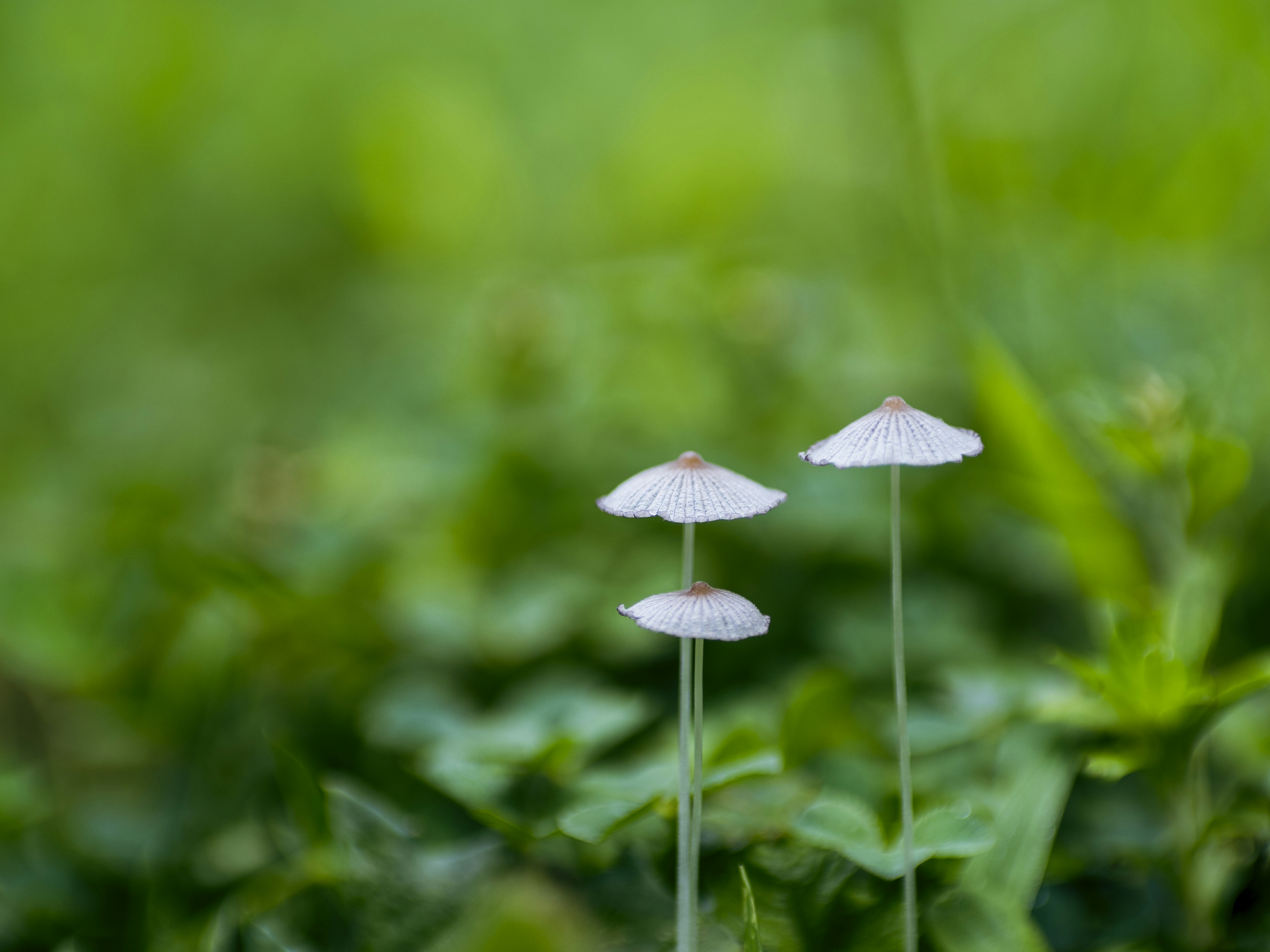 Deux petits champignons blancs poussant parmi l'herbe verte