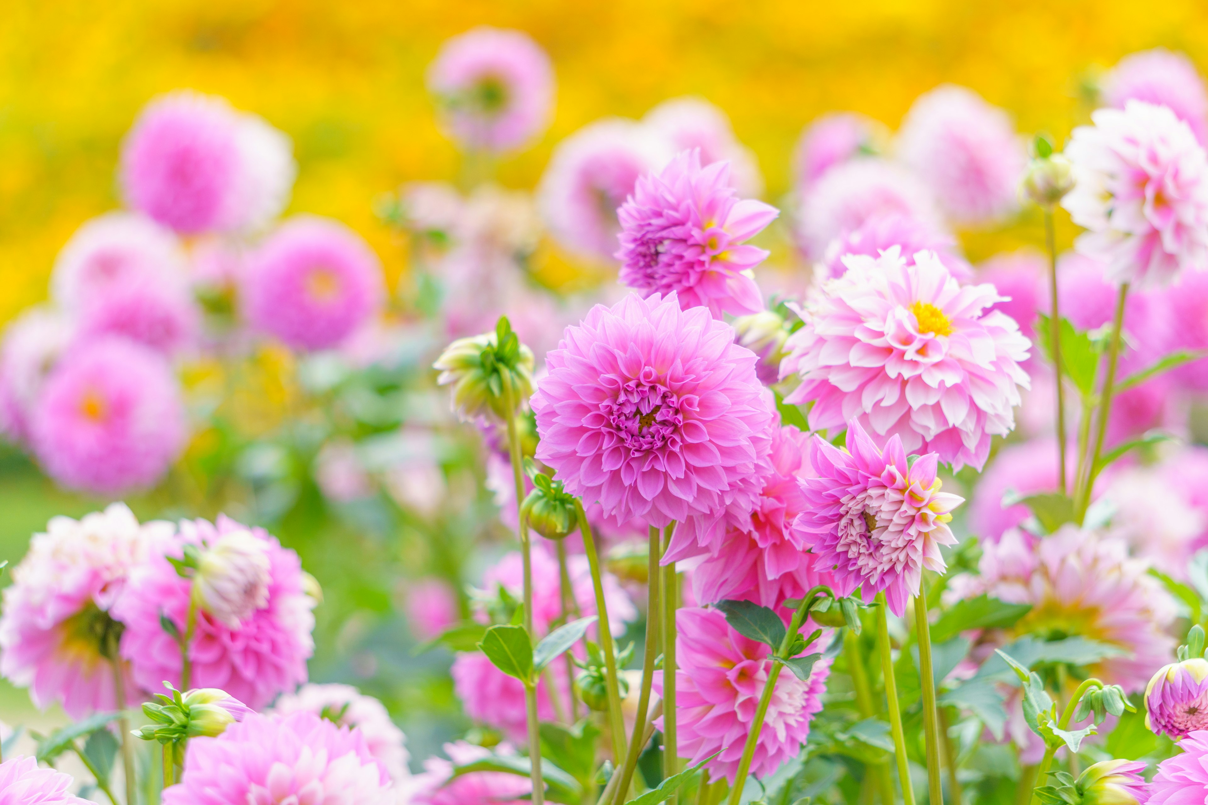 A vibrant field of pink dahlias in full bloom against a blurred yellow background