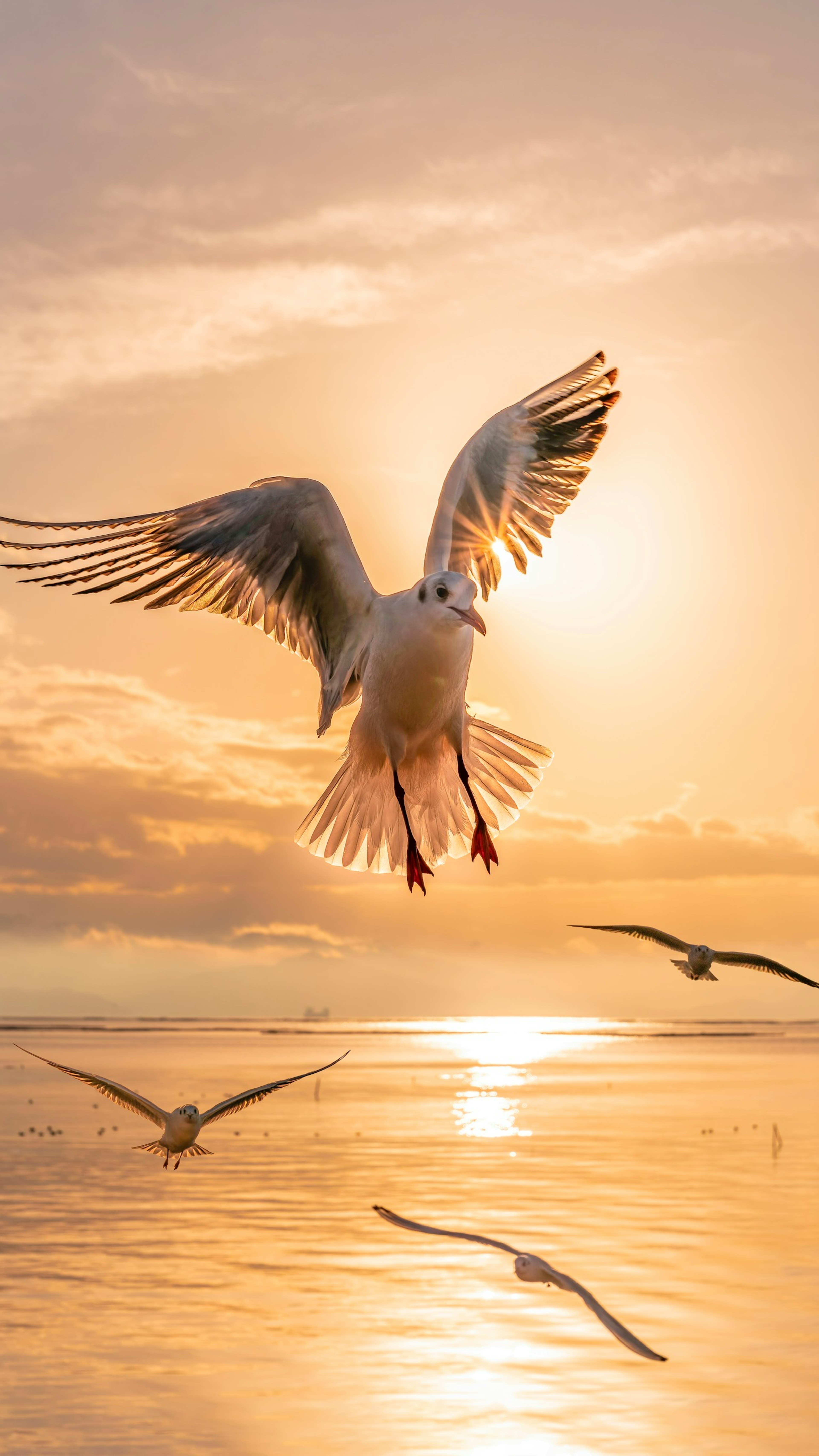 Seagulls flying gracefully against a sunset backdrop