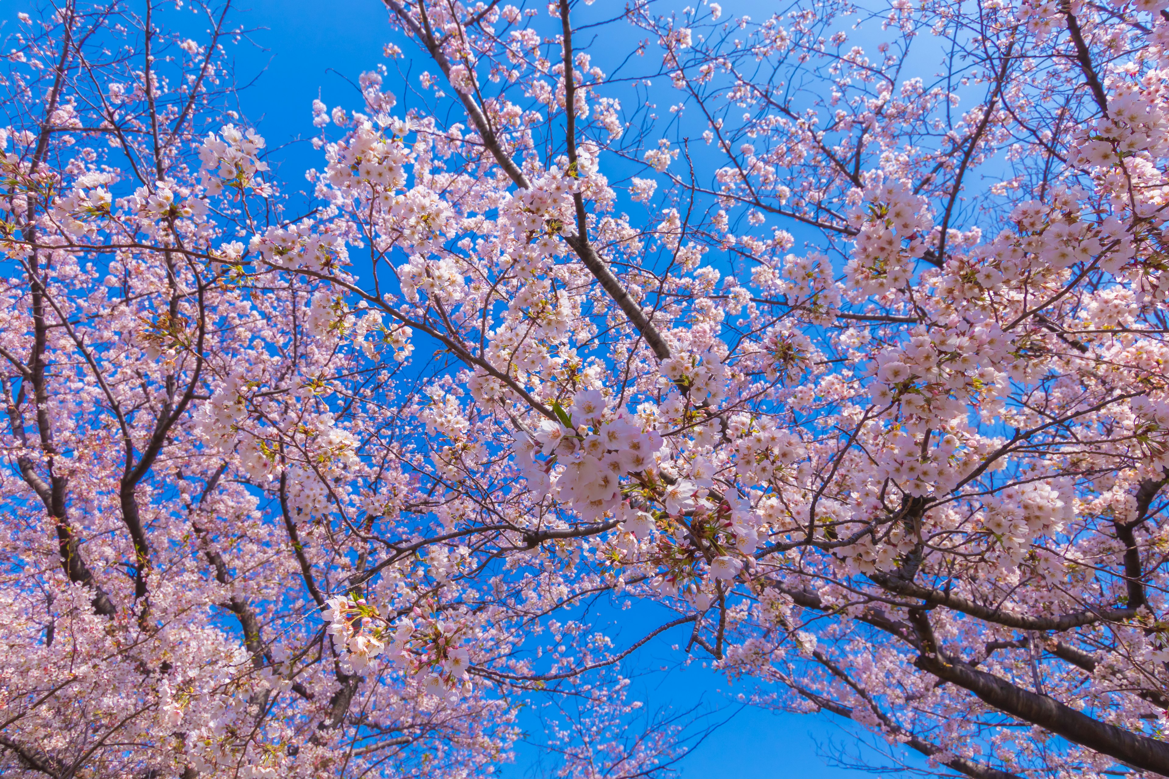 Acercamiento de flores de cerezo y ramas bajo un cielo azul