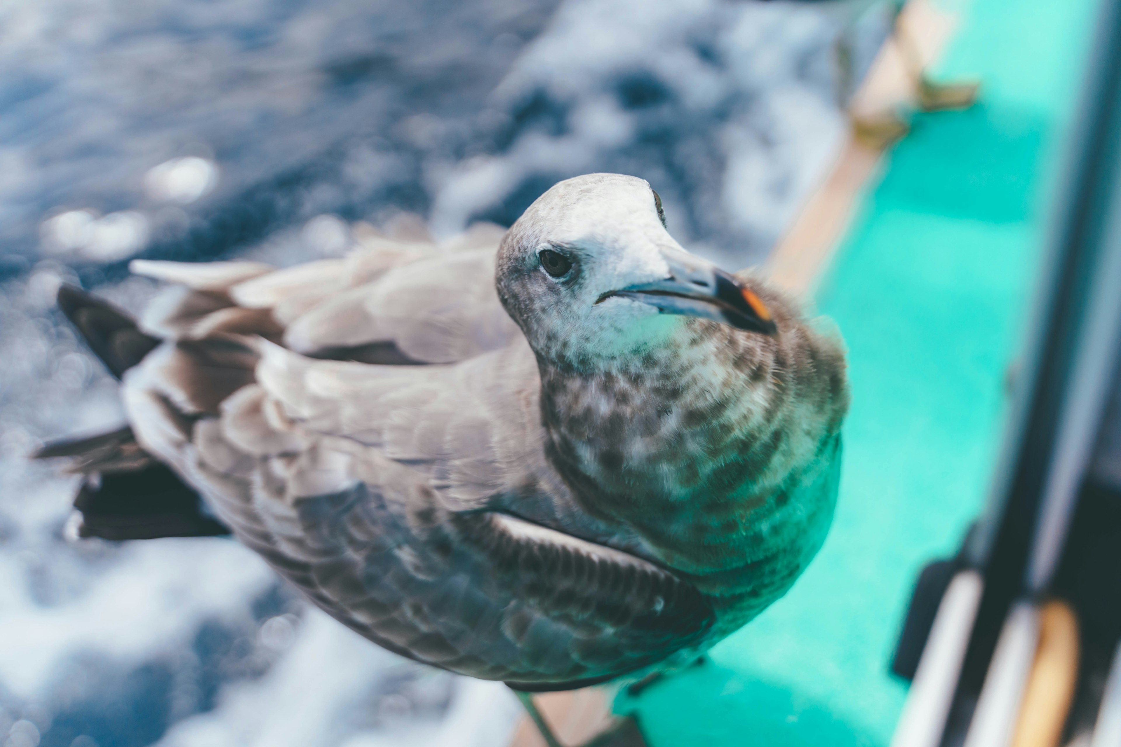 Close-up burung abu-abu dekat laut