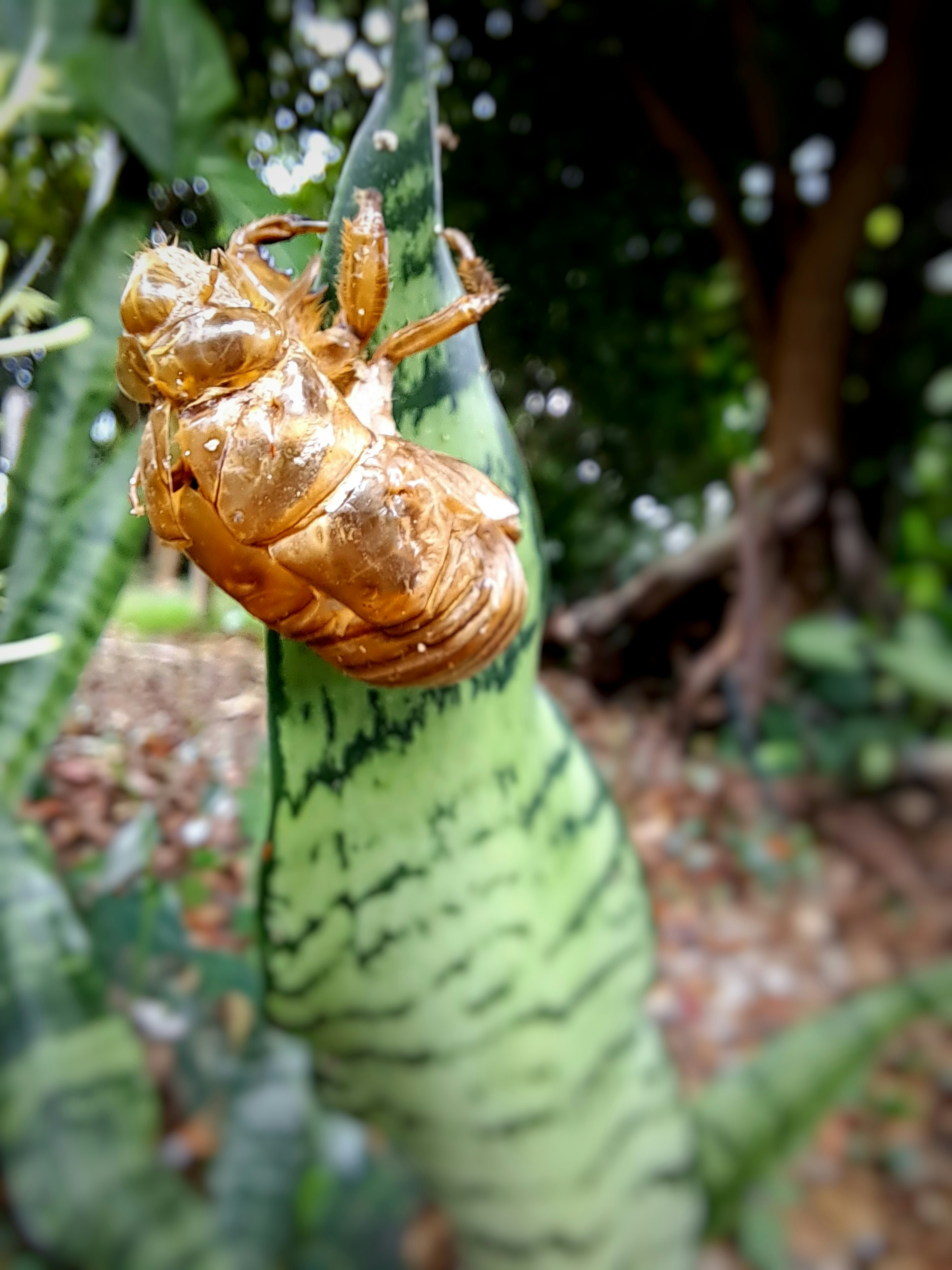 Golden cicada shell on a green plant