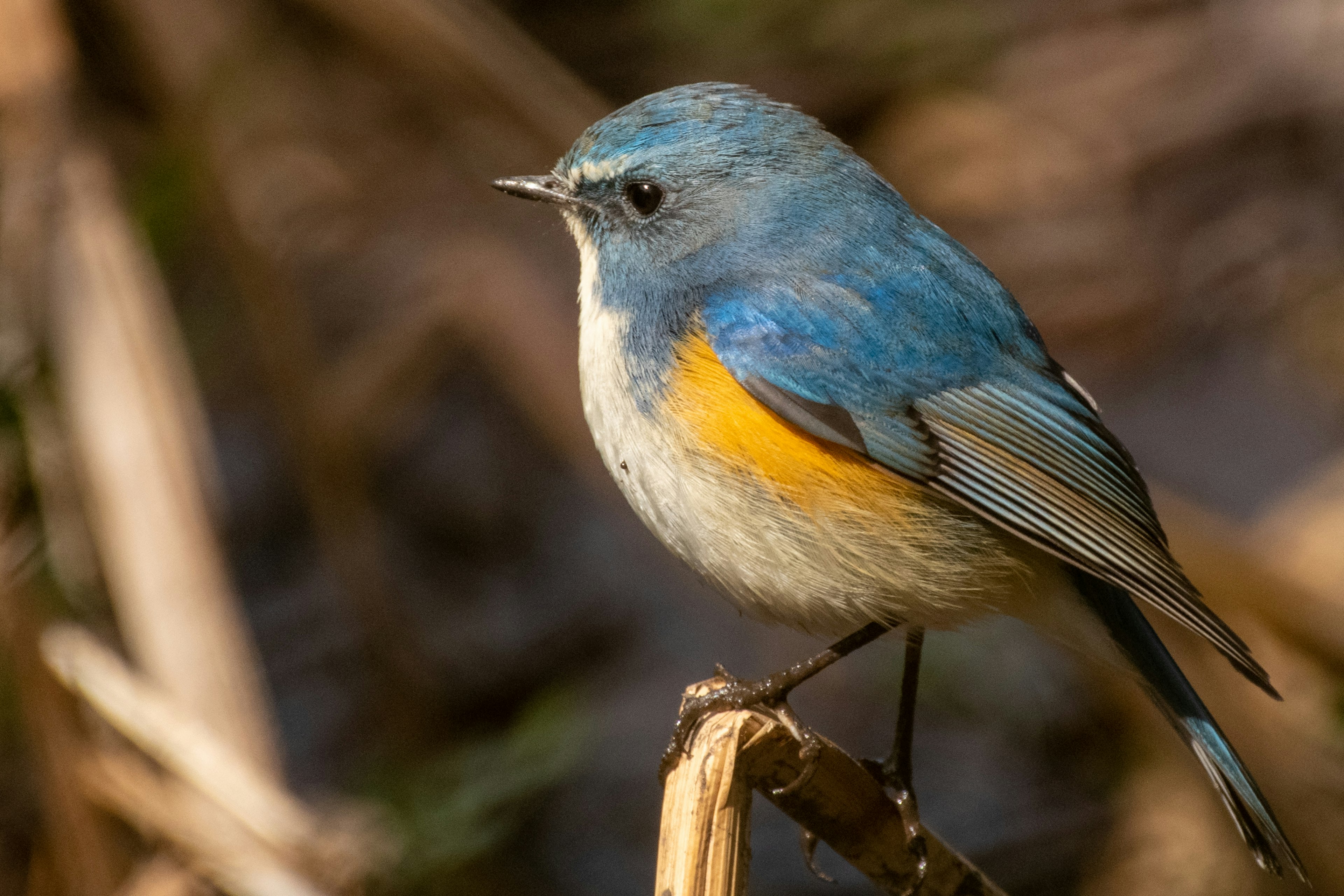 Ein kleiner Vogel mit blauen Federn und einem orangefarbenen Bauch, der auf einem Stängel sitzt