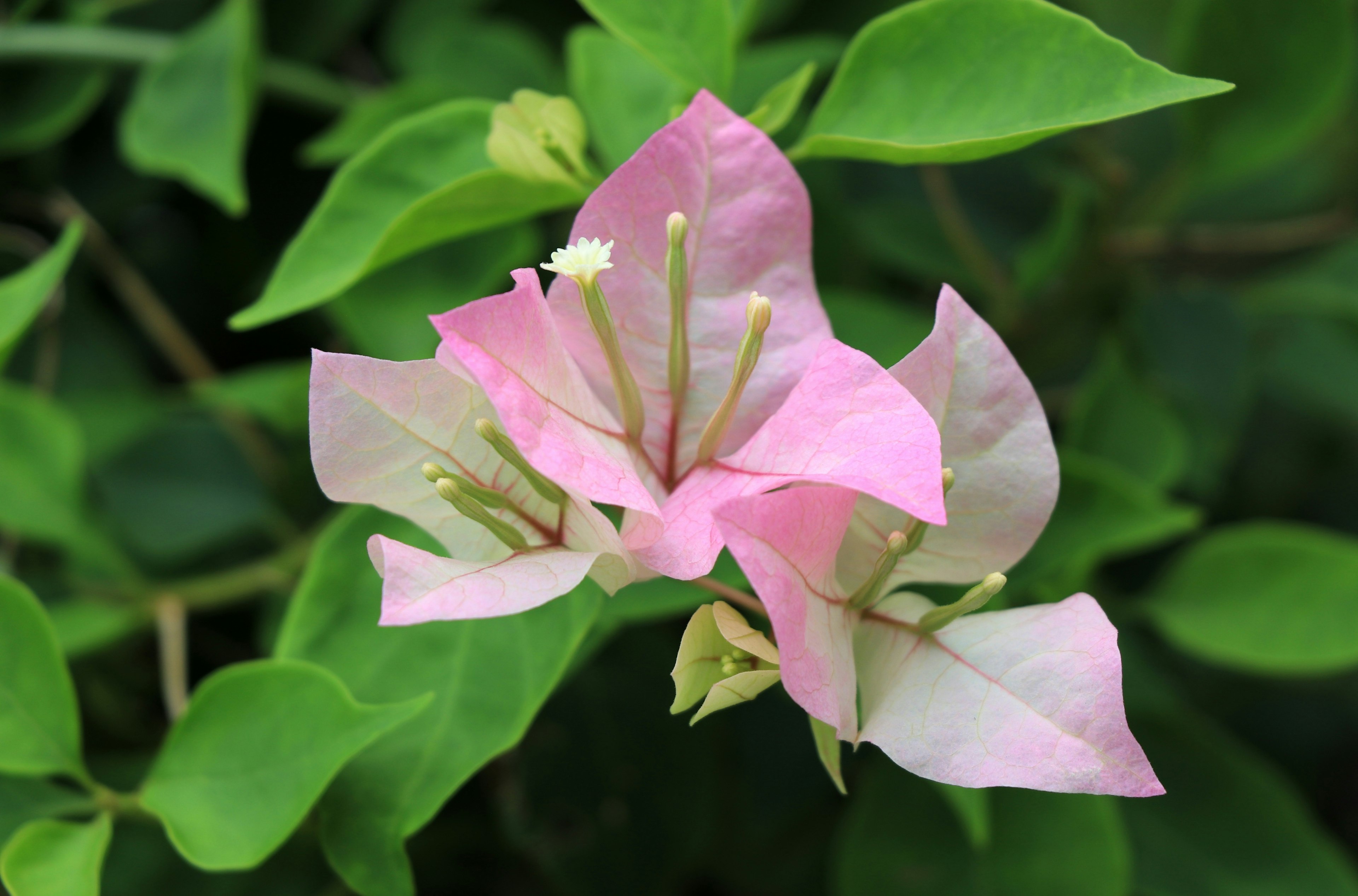 Eine hellrosa Bougainvillea-Blüte, die zwischen grünen Blättern blüht