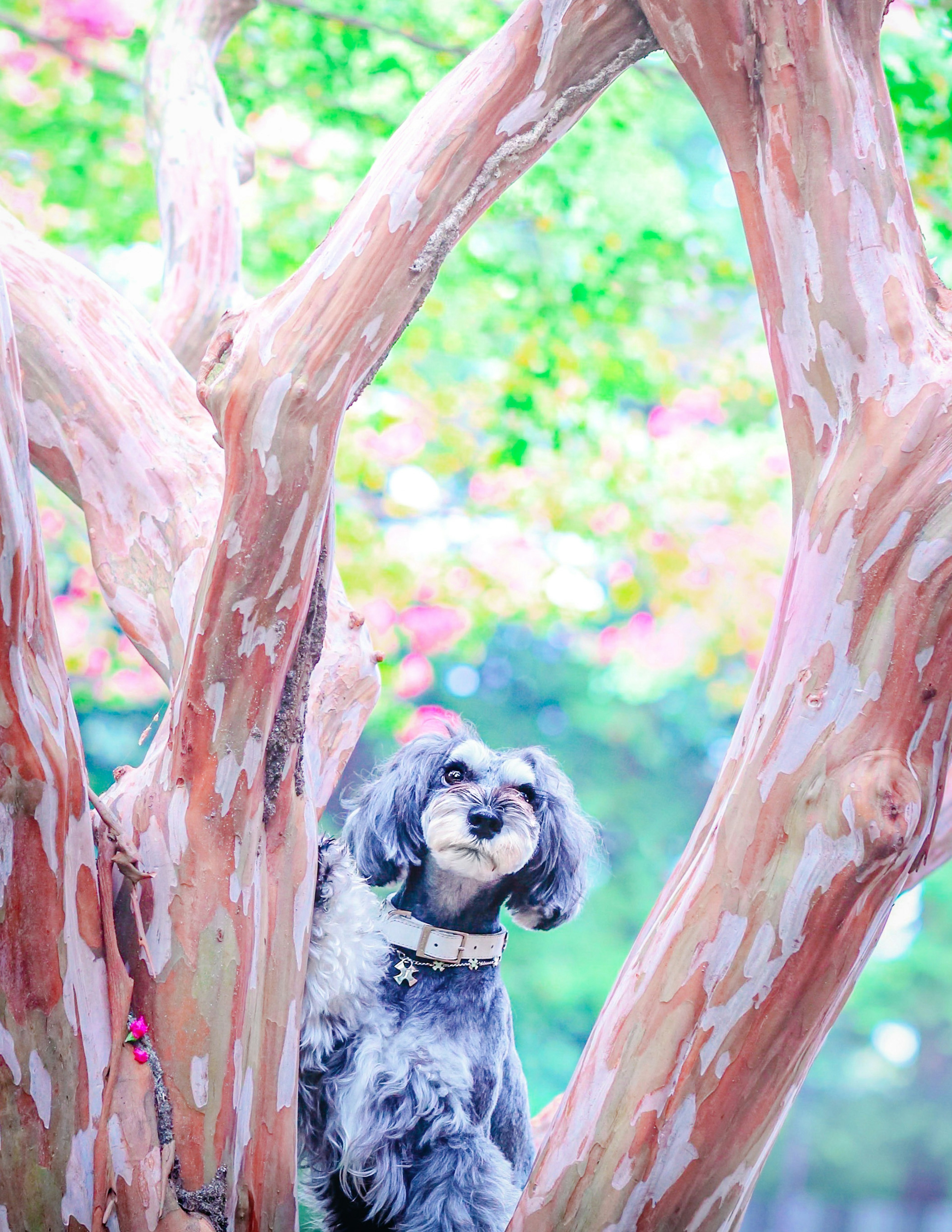 Un perro sentado entre ramas de árboles coloridos con flores de fondo