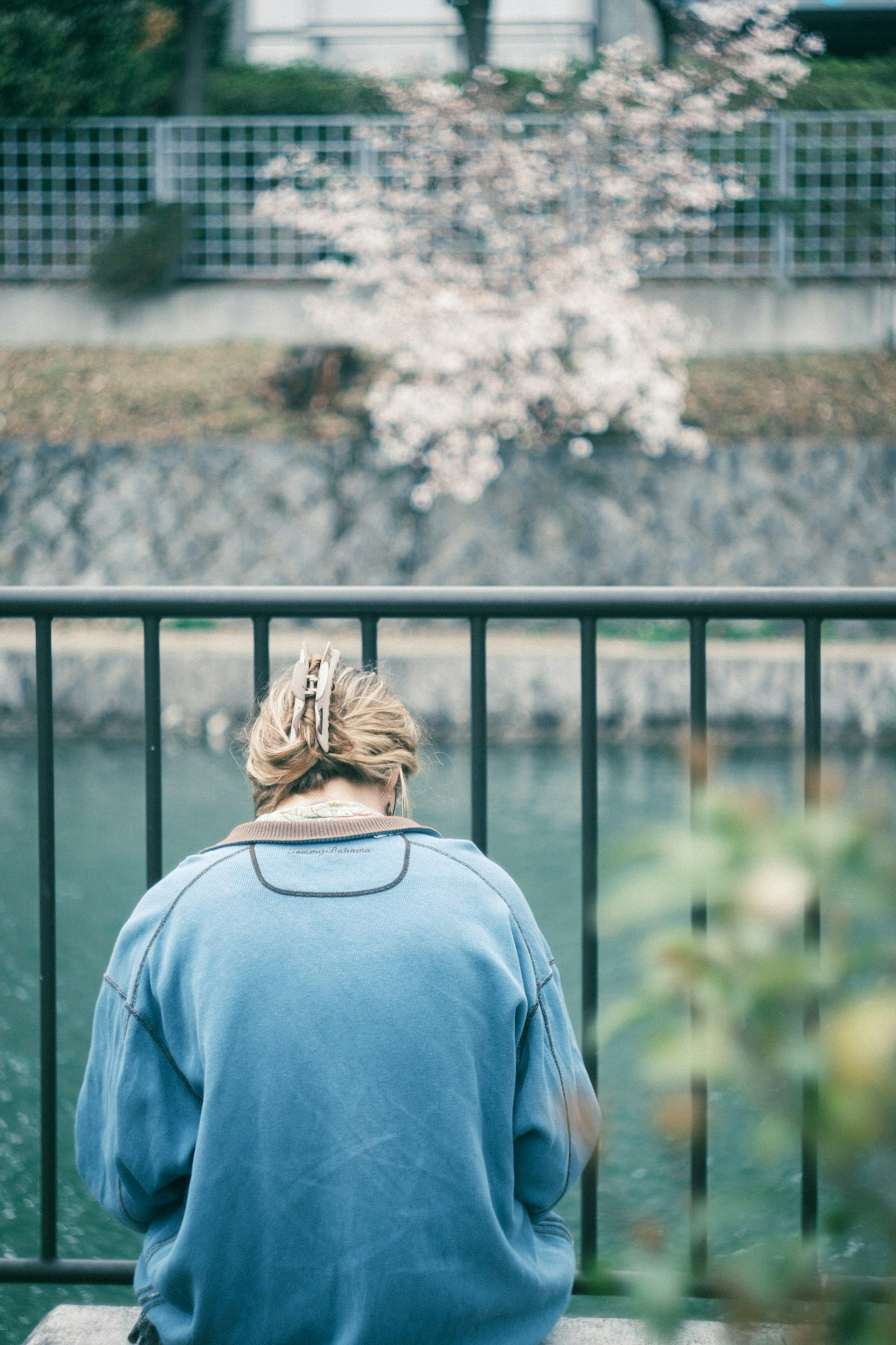 水辺で背を向けて座っている女性の後ろ姿と桜の木