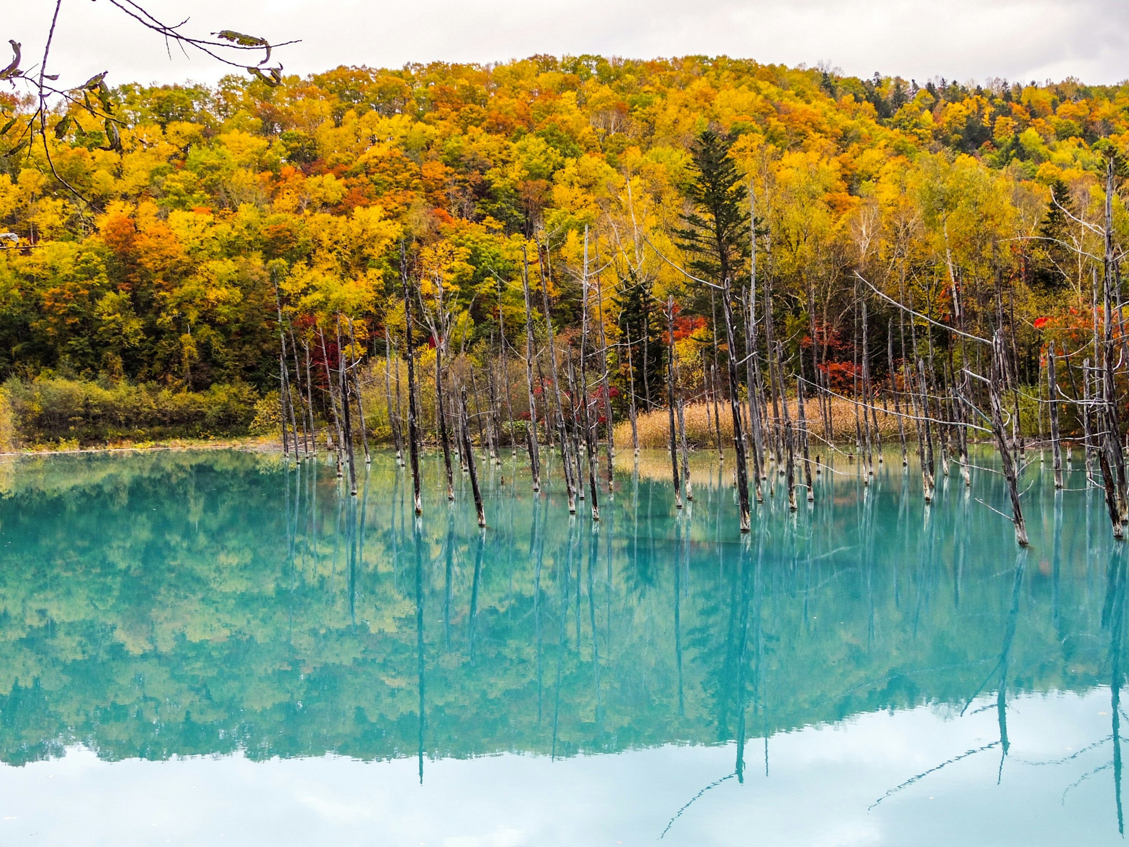 Hutan musim gugur dengan warna cerah yang dipantulkan di air turquoise dan pohon mati