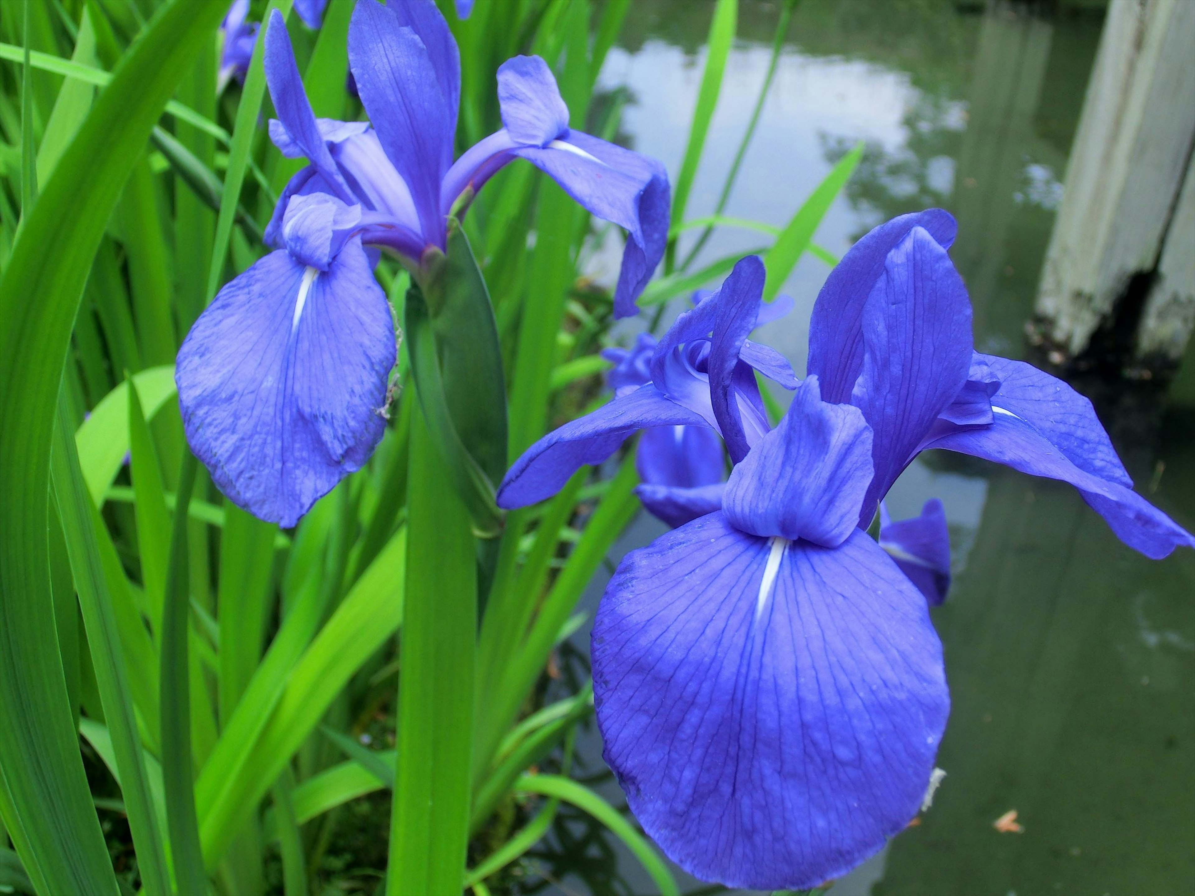 Iris viola vibrante che fiorisce vicino all'acqua