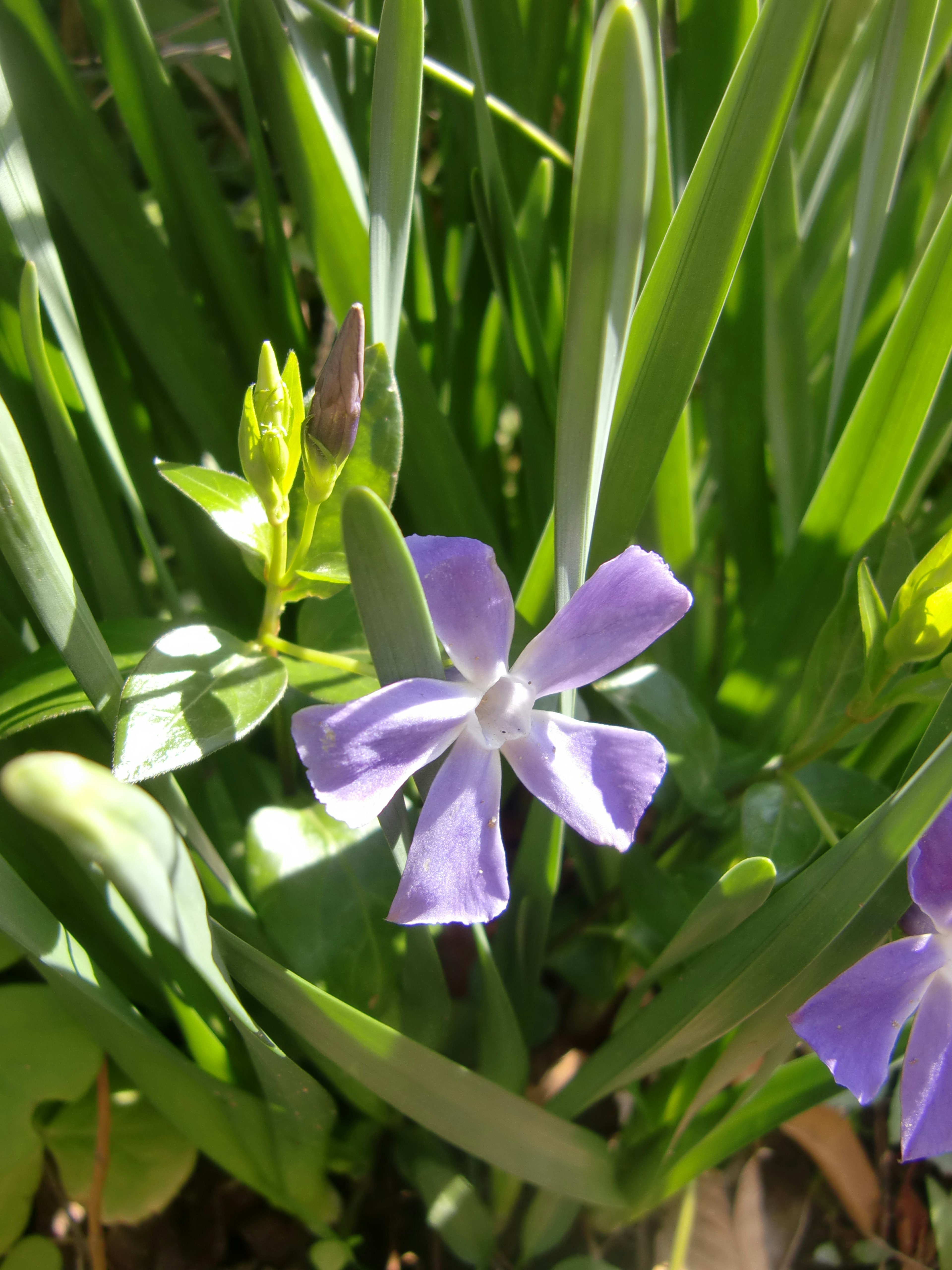 Primo piano di un fiore viola con foglie verdi