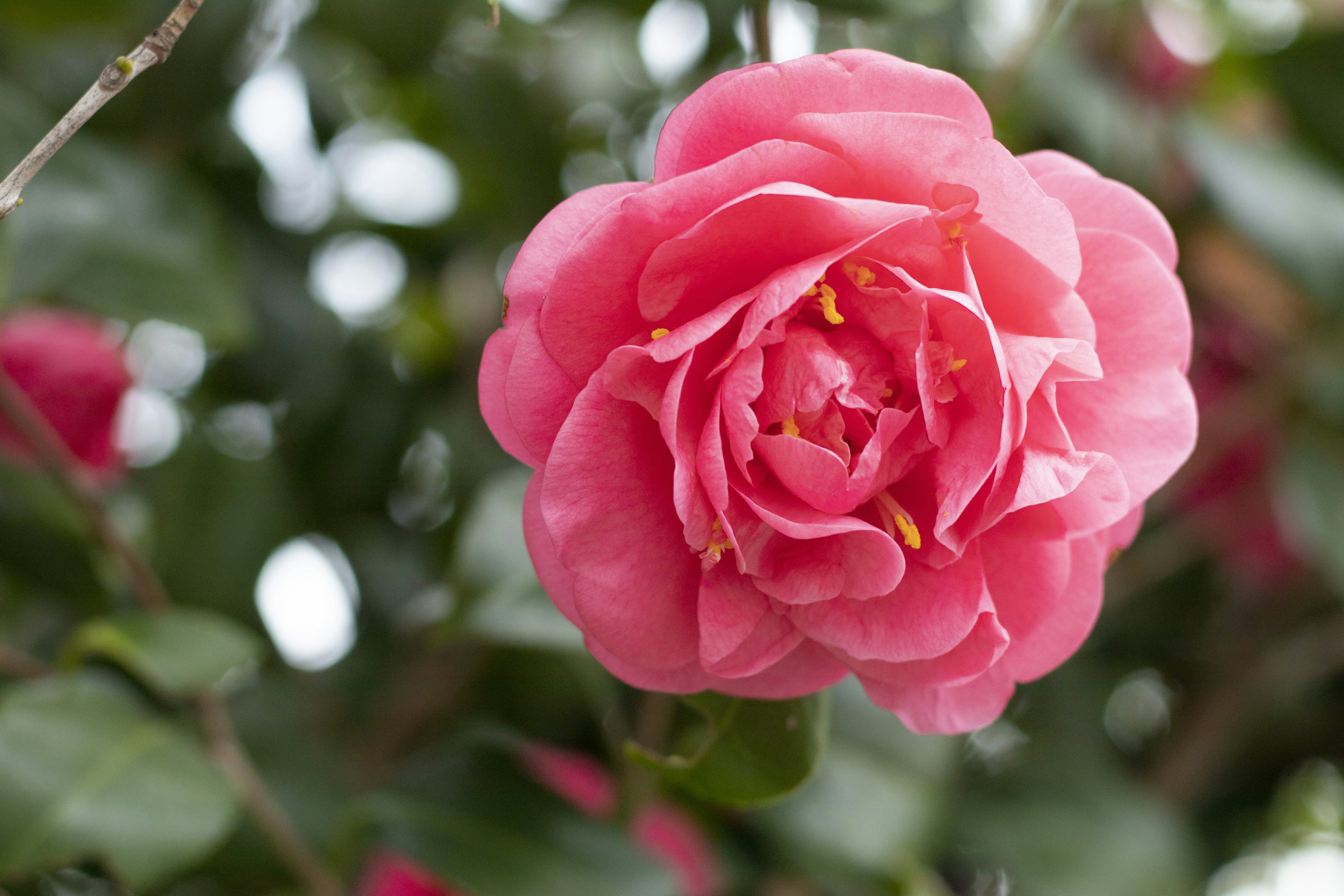 Vibrant pink camellia flower blooming among green leaves