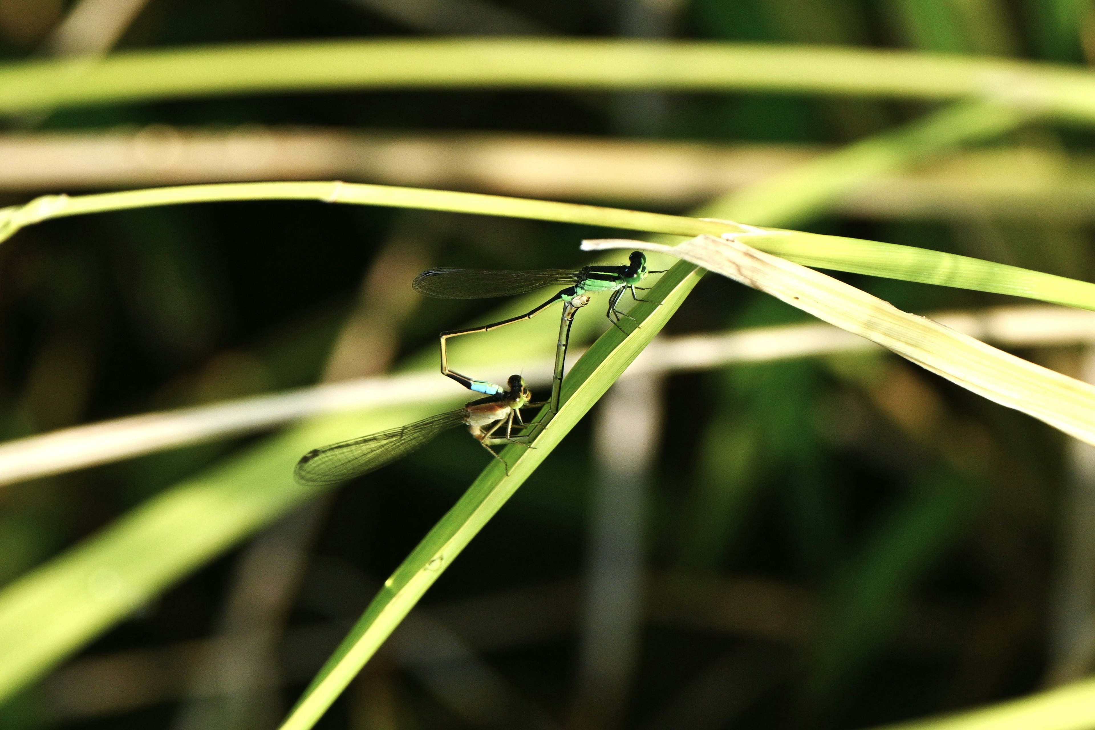 Acercamiento de un insecto descansando sobre hojas de hierba verdes