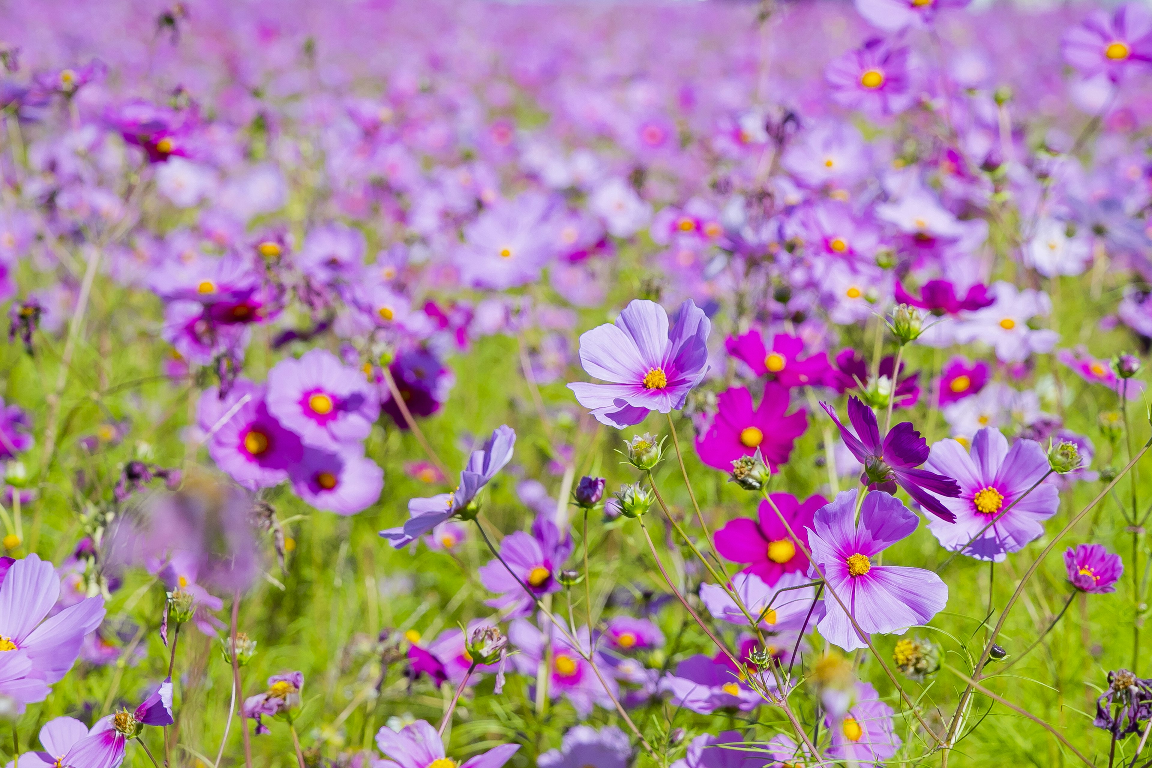 Un vasto campo de flores moradas en flor