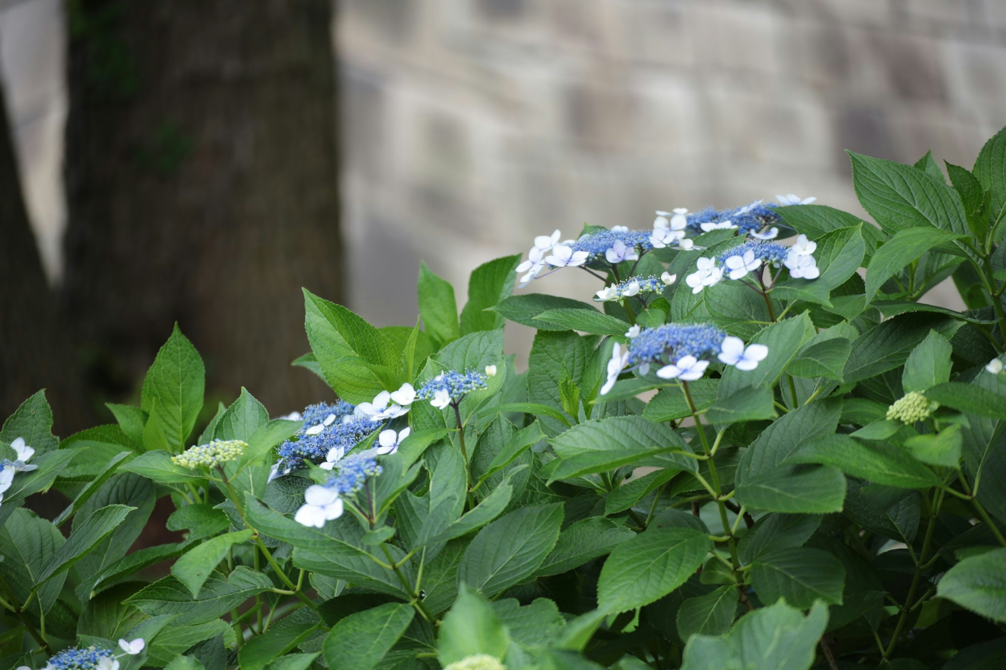 Nahaufnahme einer Pflanze mit blauen Blumen und grünen Blättern