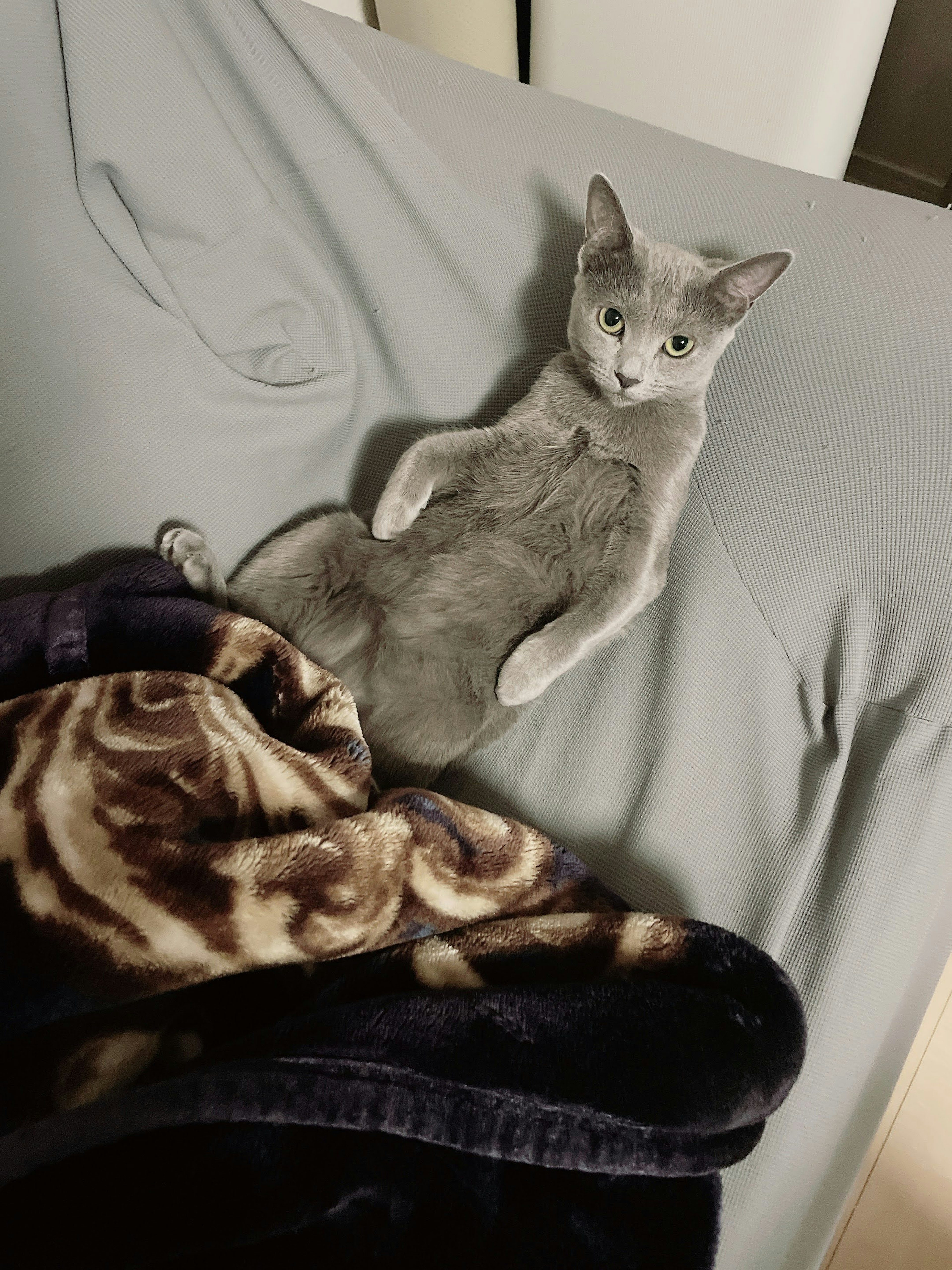 Gray cat lying on a bed with a blanket