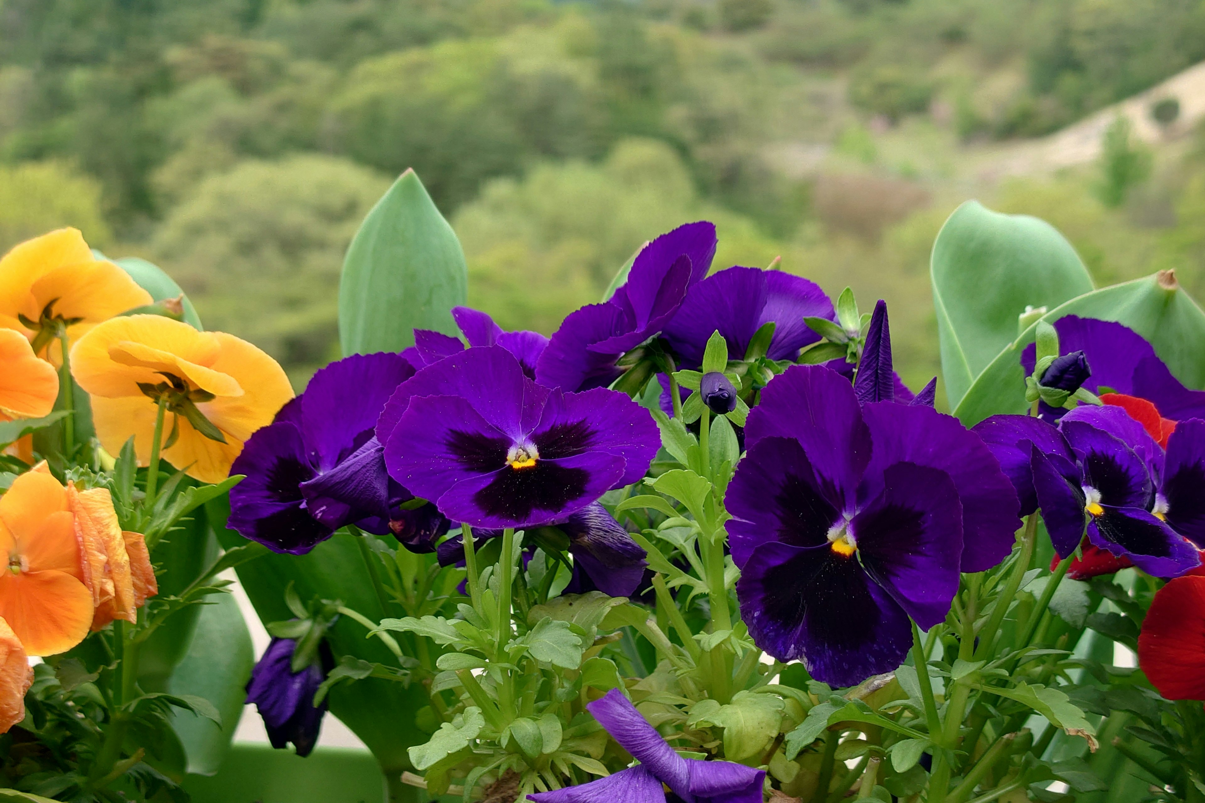 鮮やかな紫色のパンジーとオレンジ色の花が咲いている庭の景色