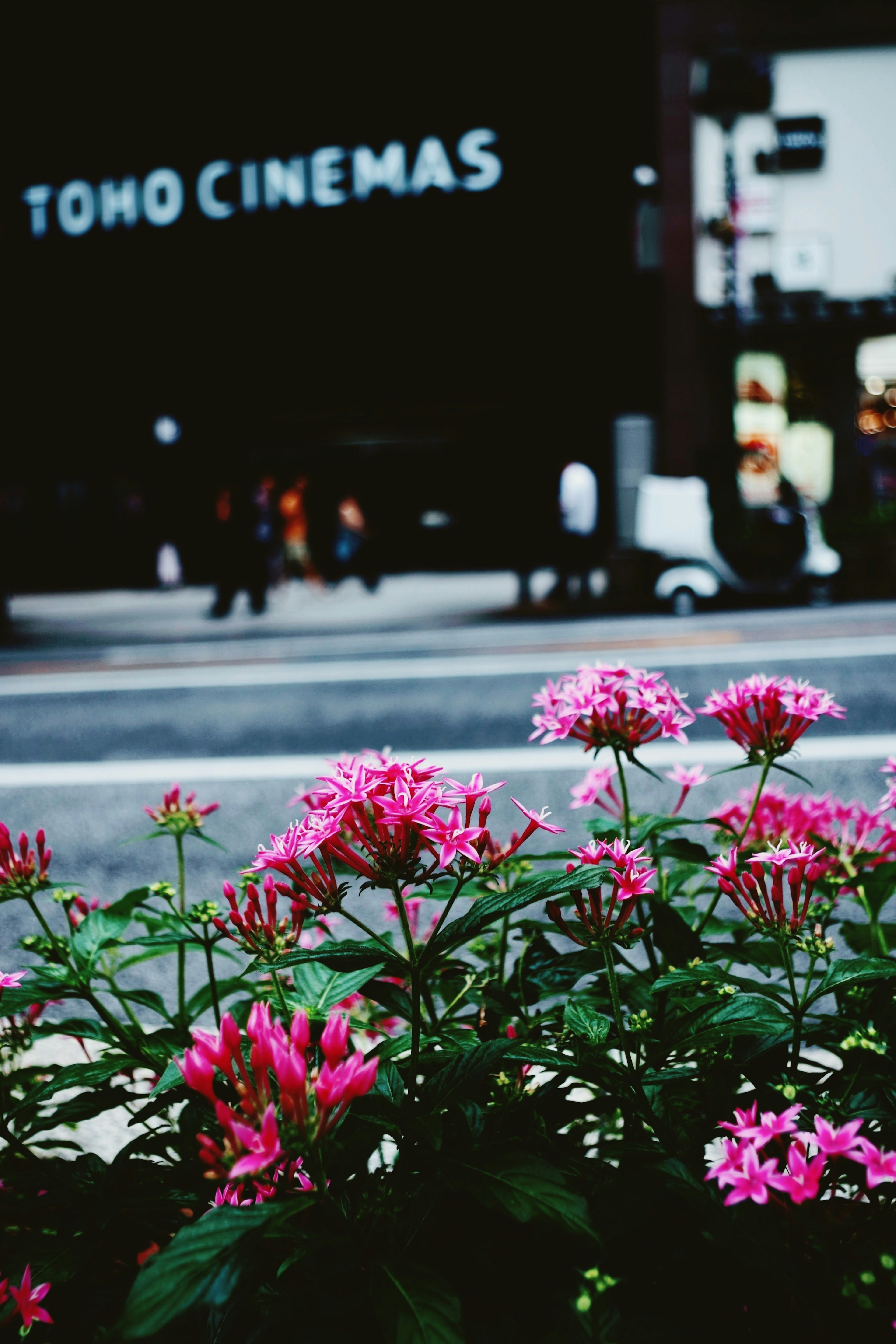 Pink flowers blooming in front of TOHO CINEMAS sign on a city street