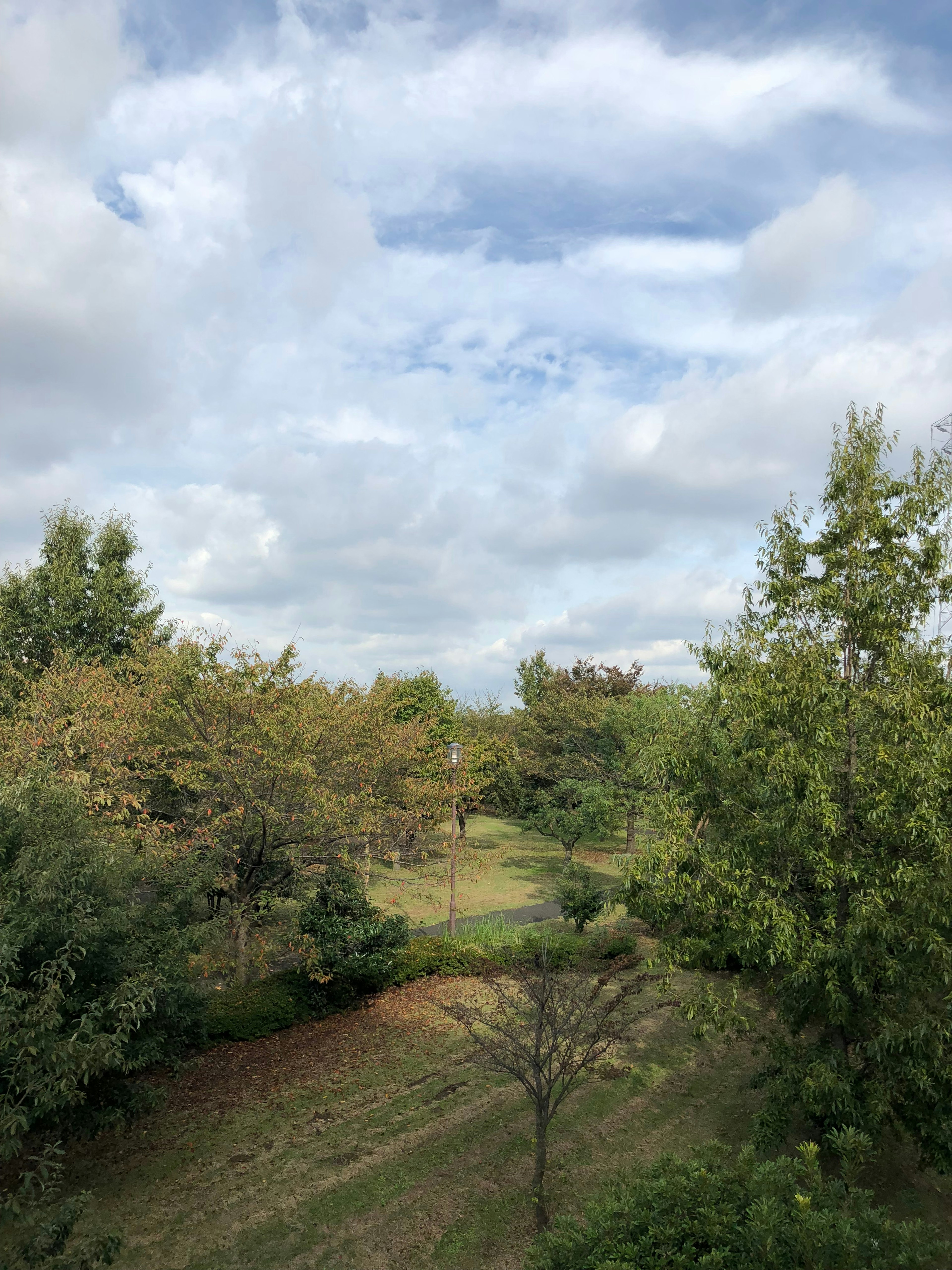 Üppige Landschaft mit Bäumen und bewölktem Himmel