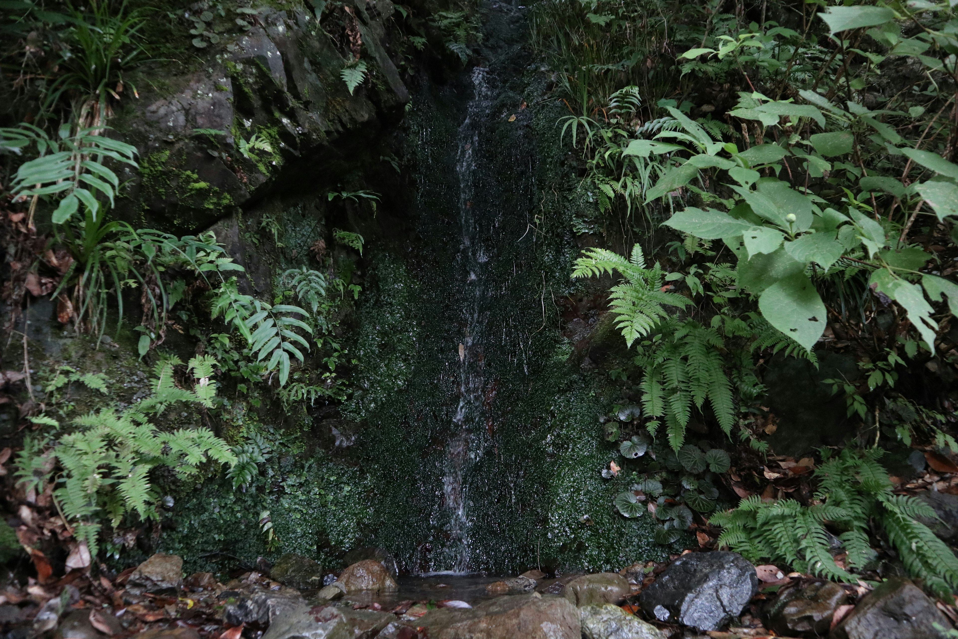 緑豊かな植物に囲まれた小さな滝が流れる様子