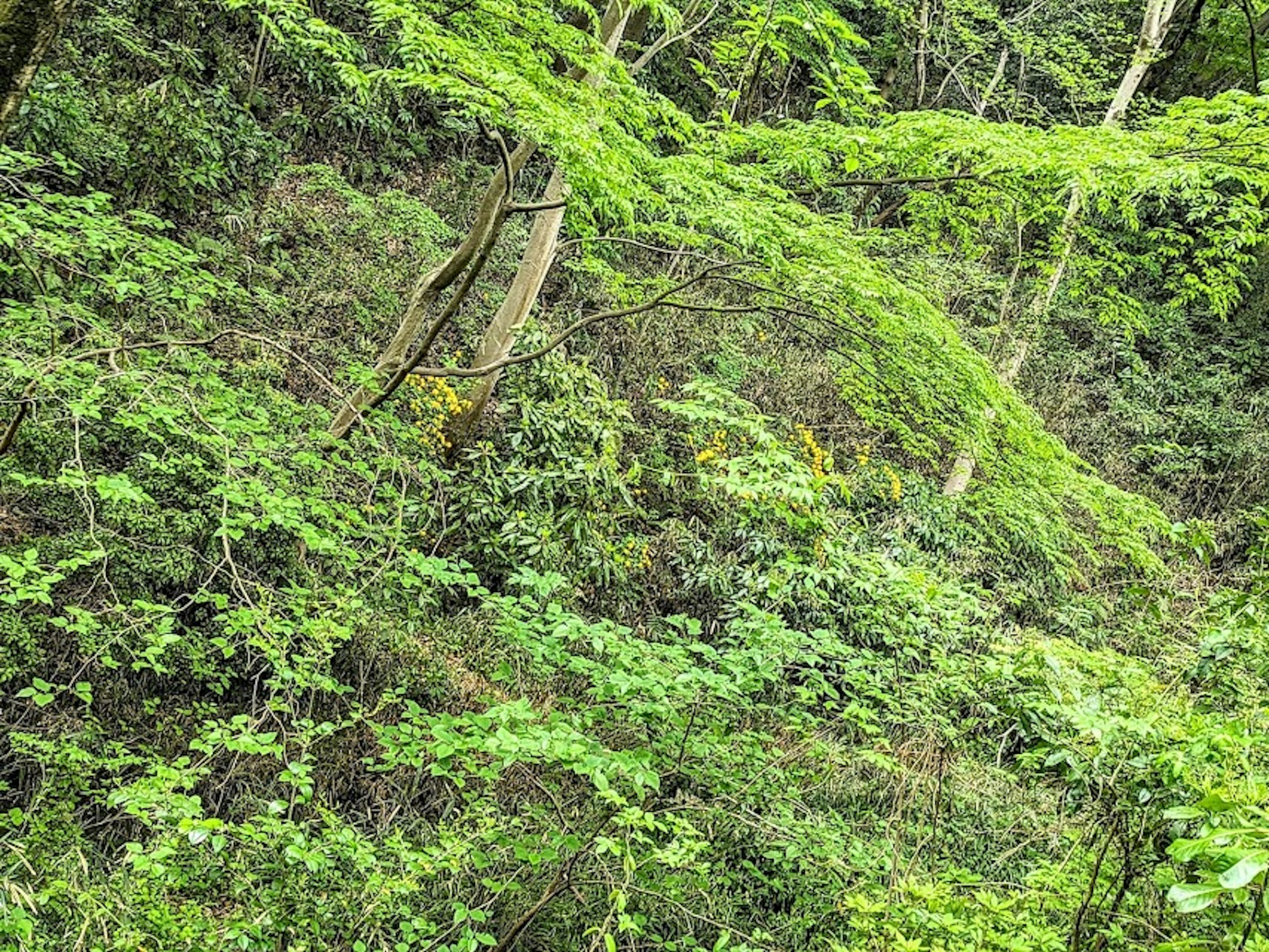 Cartello in legno parzialmente nascosto da folto fogliame verde in una foresta