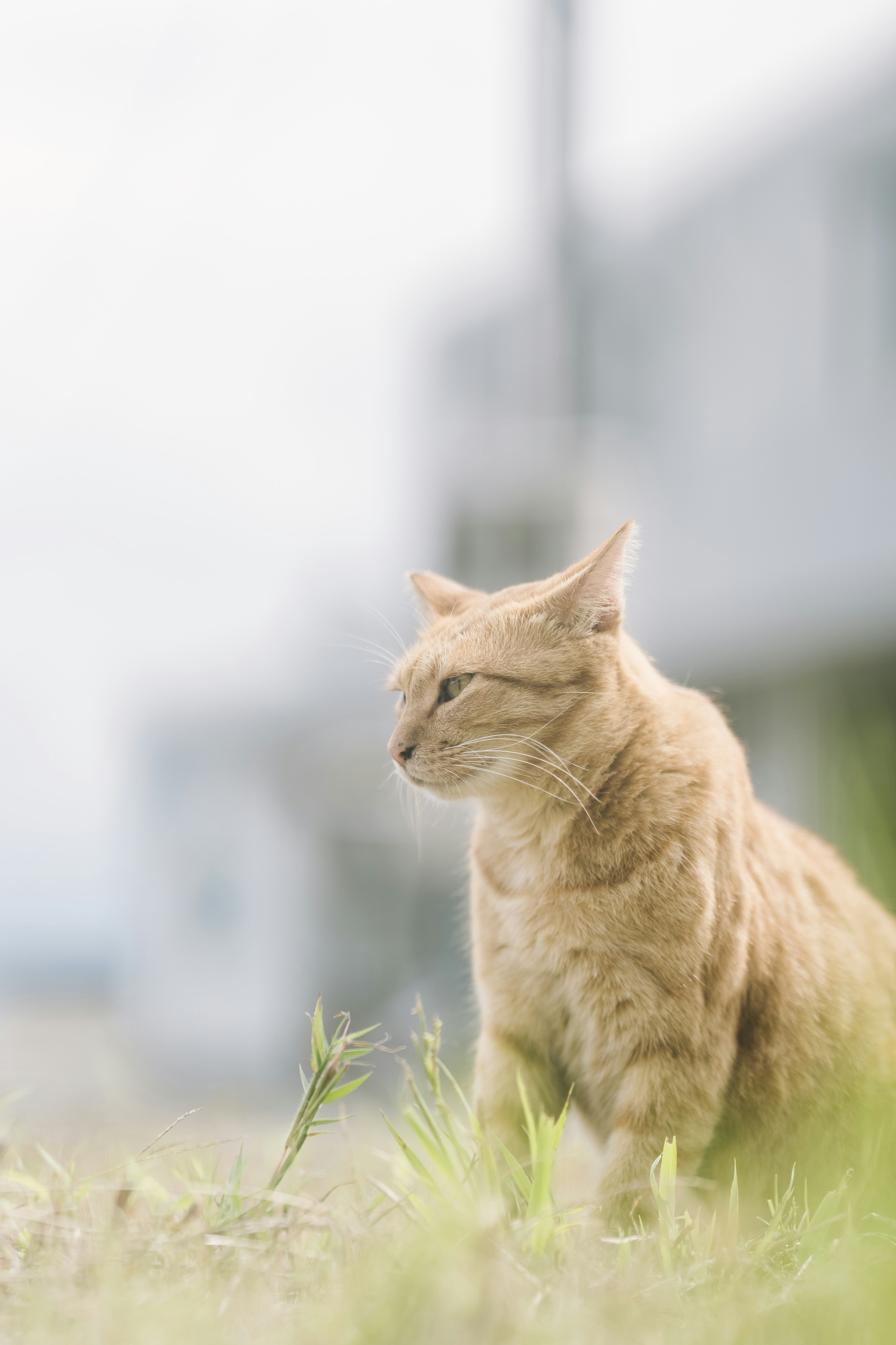 Profil kucing oranye yang duduk di rumput