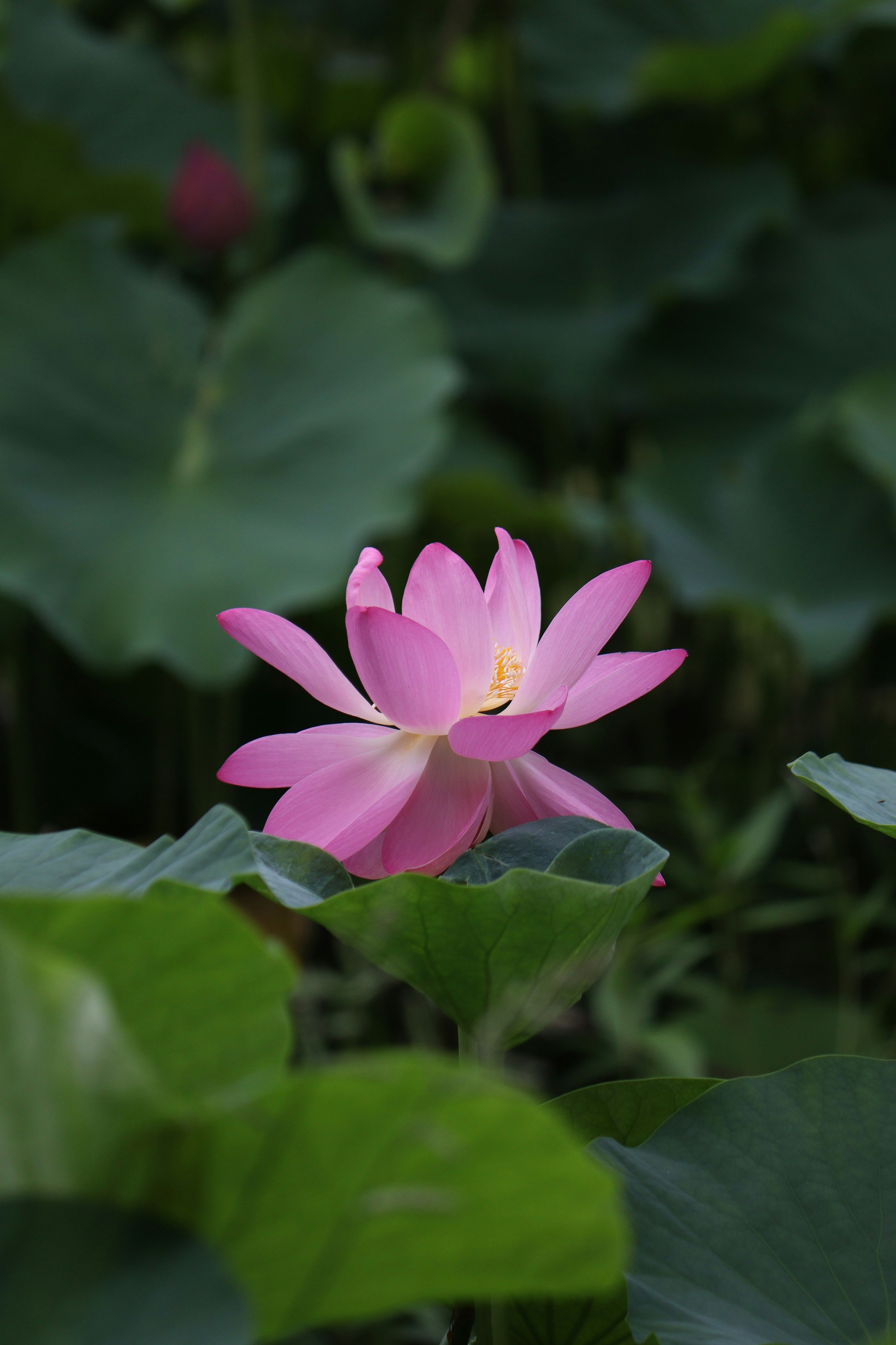 Wunderschöne rosa Lotusblume umgeben von grünen Blättern