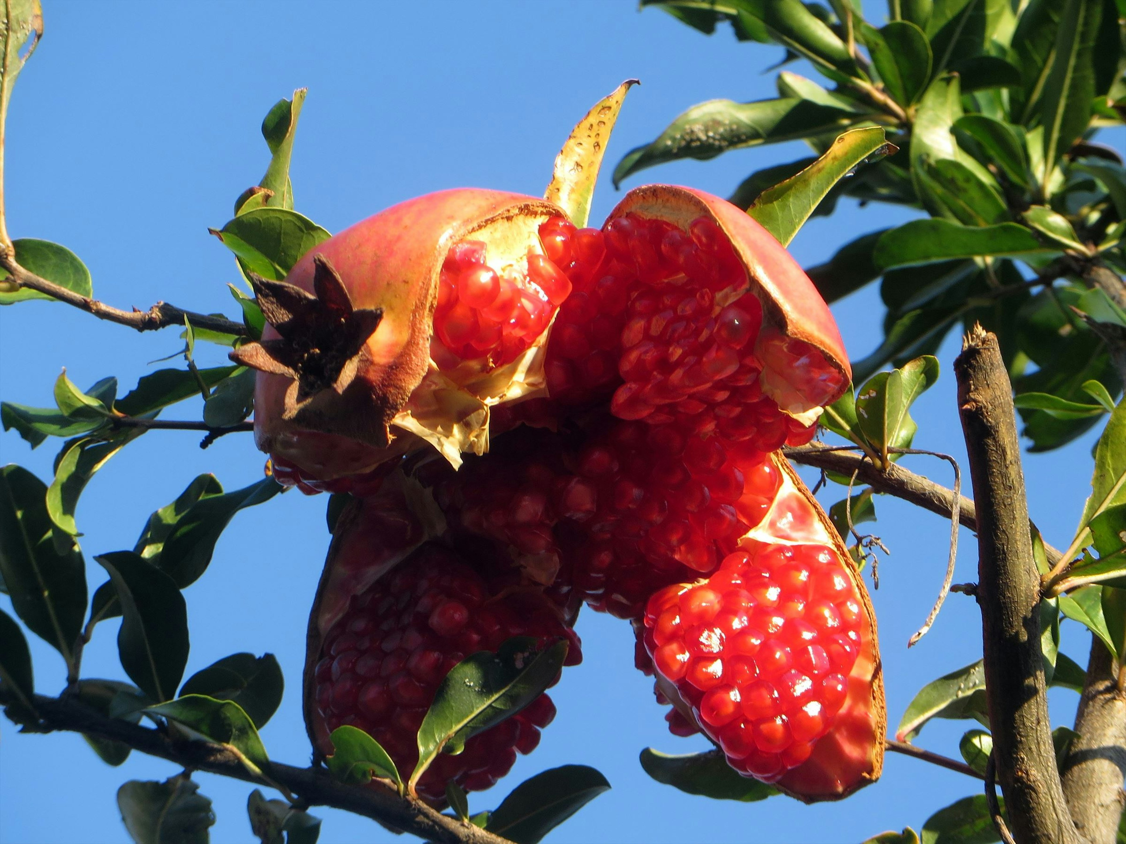 Red pomegranate hanging from a tree under a blue sky