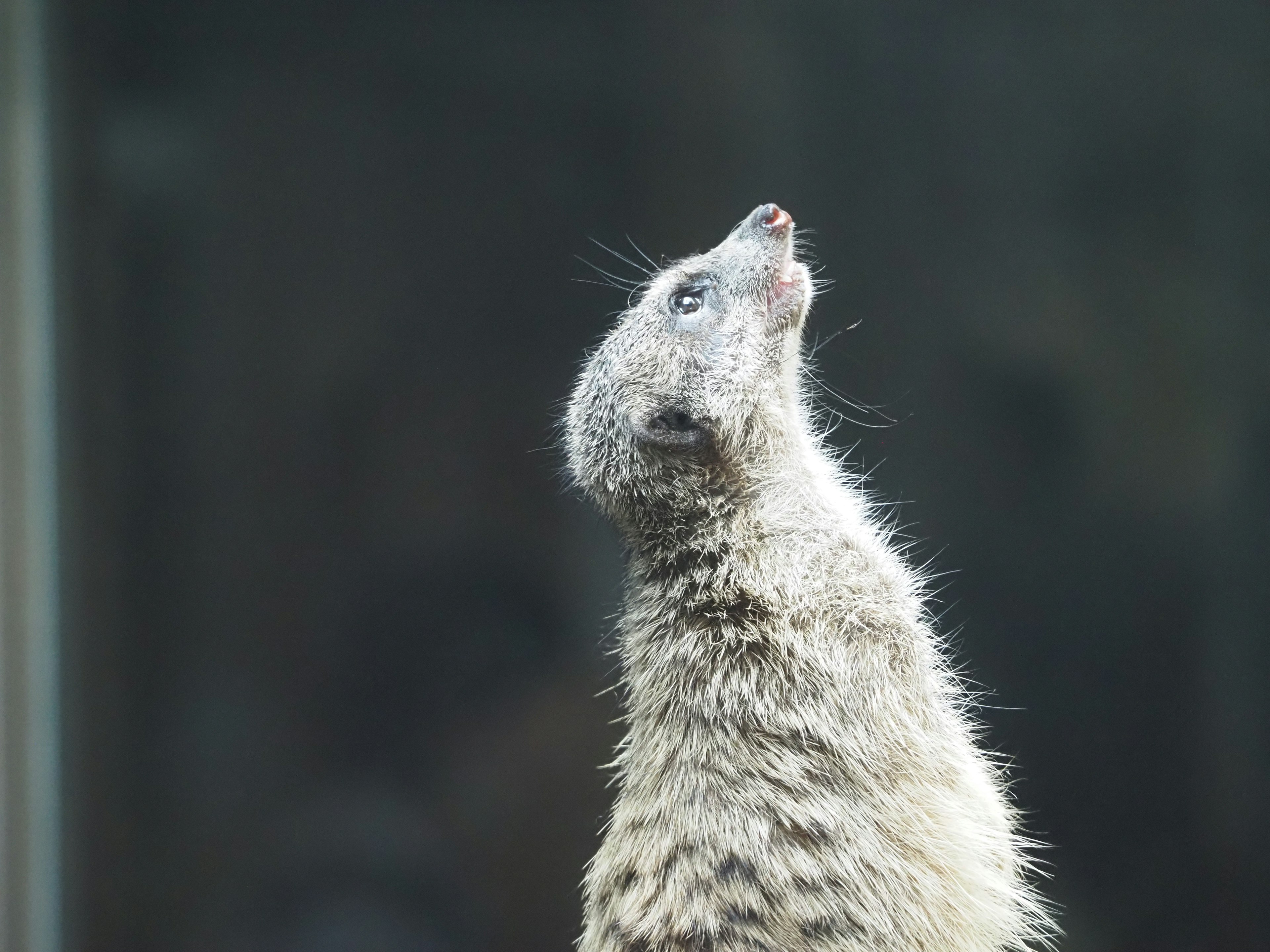 Một con meerkat nhìn lên với vẻ mặt đầy tò mò