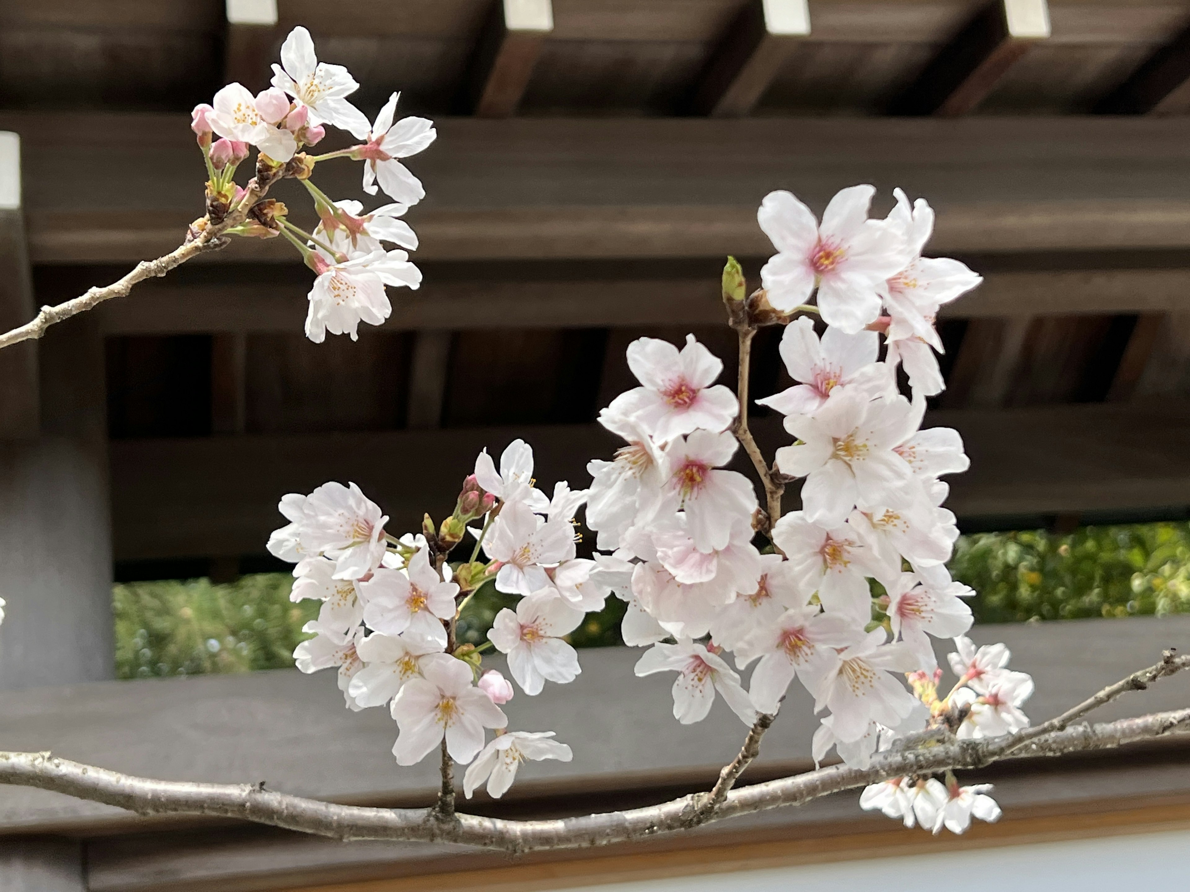 Ramo di ciliegio con fiori rosa delicati e struttura in legno